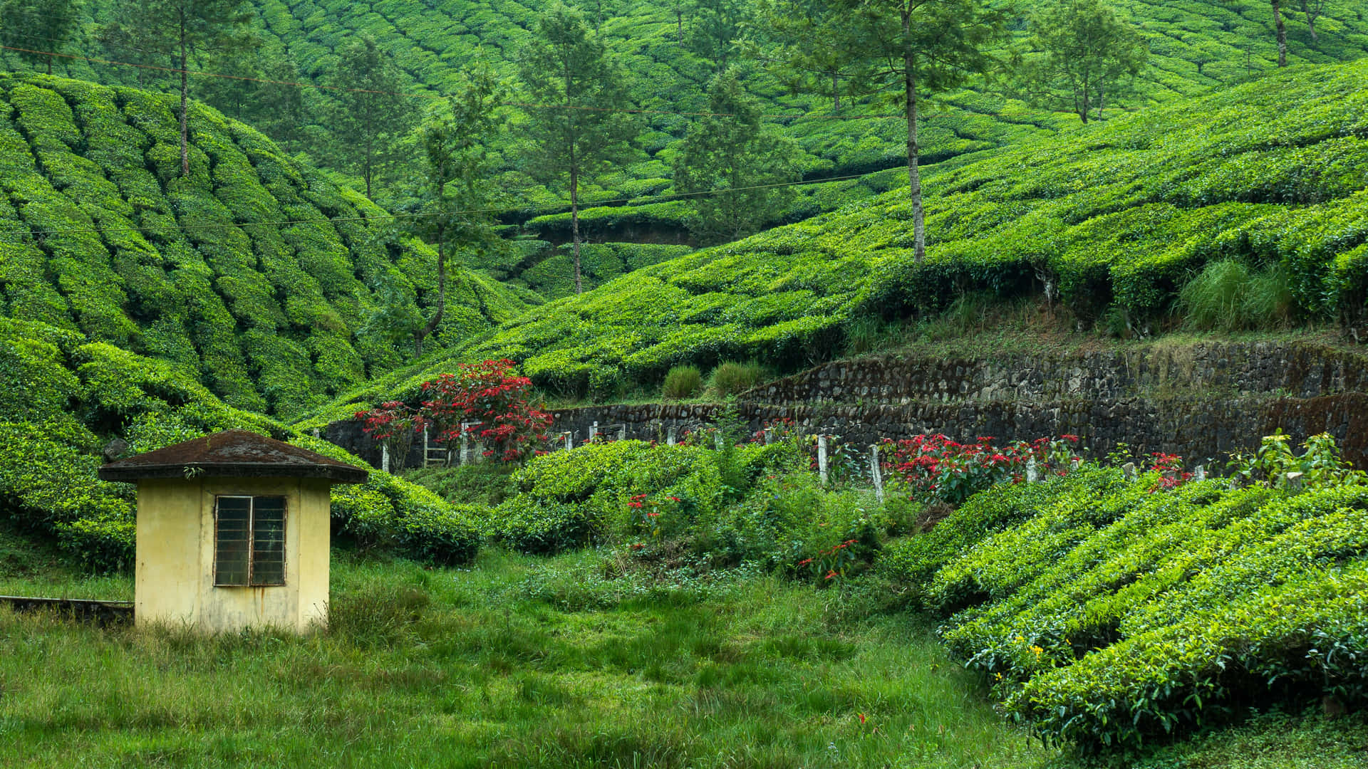 黃色小屋隱藏在茂密的綠色茶園梯田中，伴有紅花和樹木。