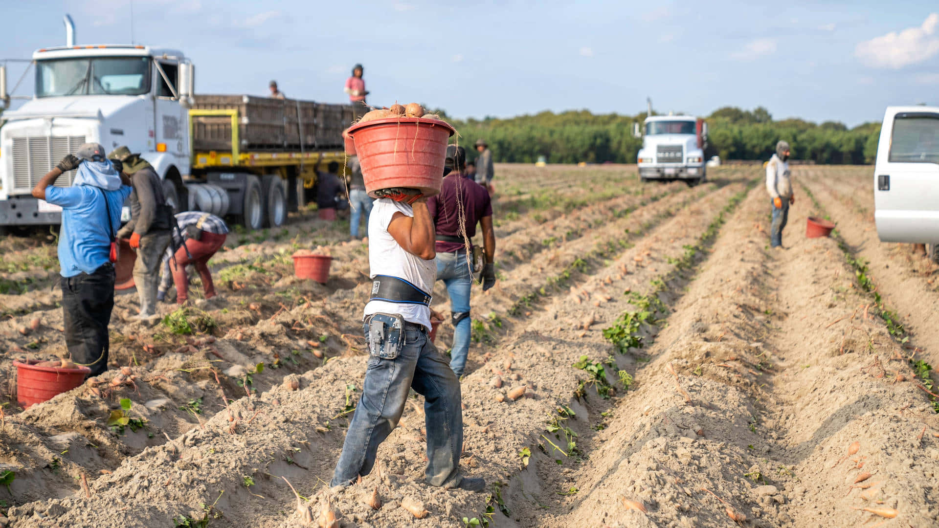 Farmer 桌布 壁紙 — 農場工人在晴朗的藍天下，穿過一排排犁過的土地，搬運裝滿收穫馬鈴薯的桶。