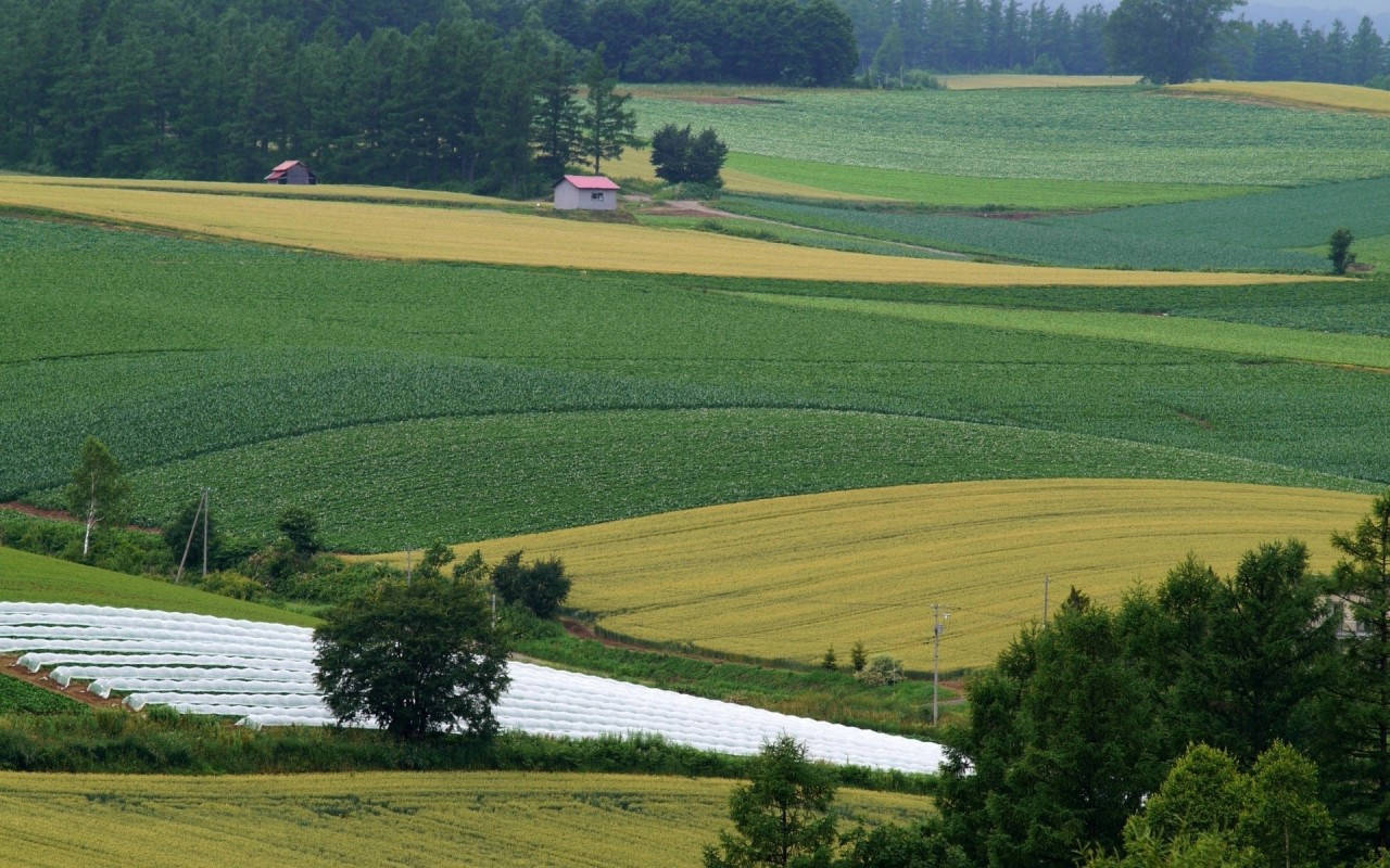 農場田地 壁紙 — 連綿起伏的綠色和金色田野在柔和天空下延伸，散落的樹木和小紅頂農舍依偎在山丘中。