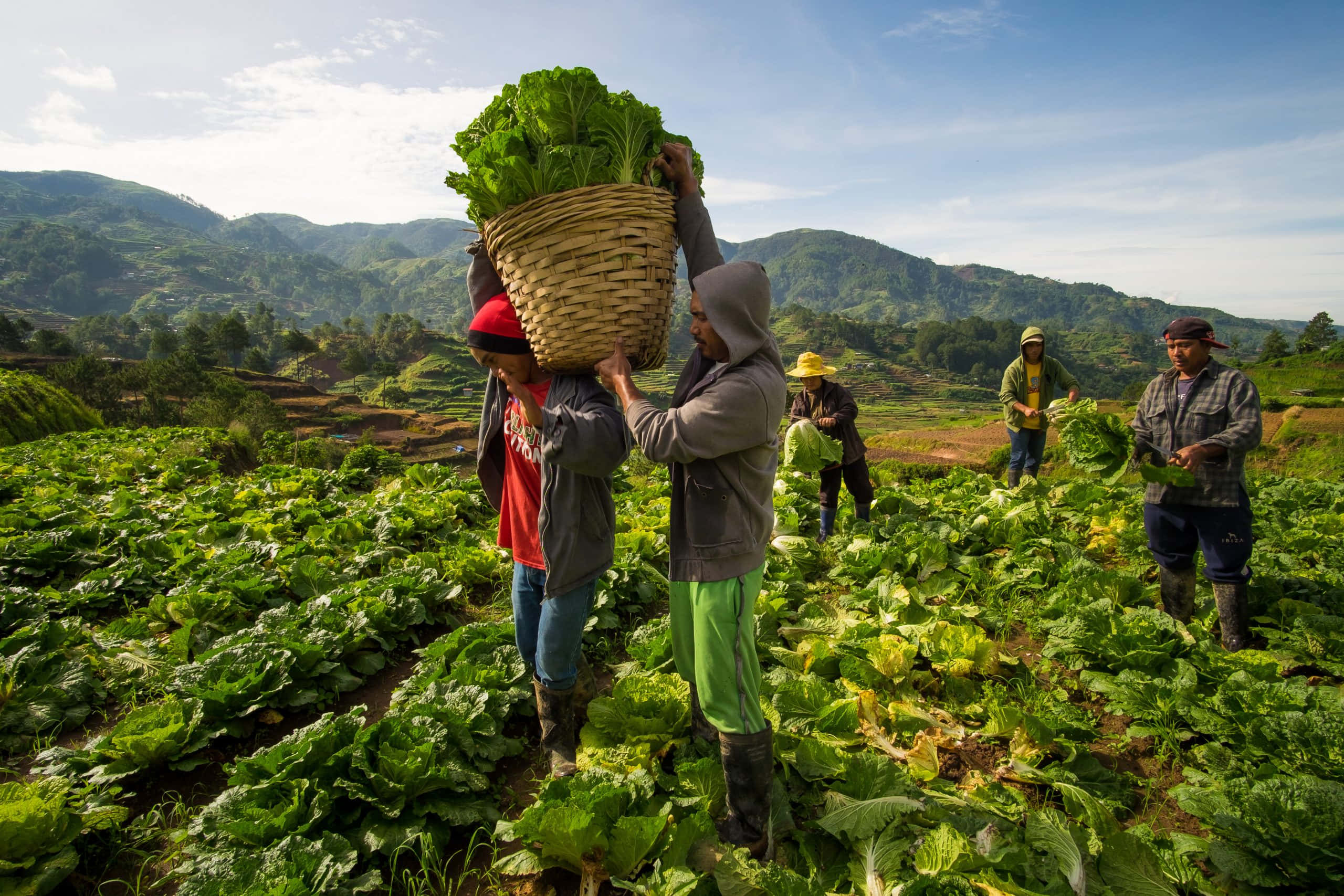 Farmer 桌布 壁紙 — 農夫們背著一個裝滿新鮮綠色葉菜的大籃子，穿過陽光明媚的梯田，背景是連綿起伏的山巒。