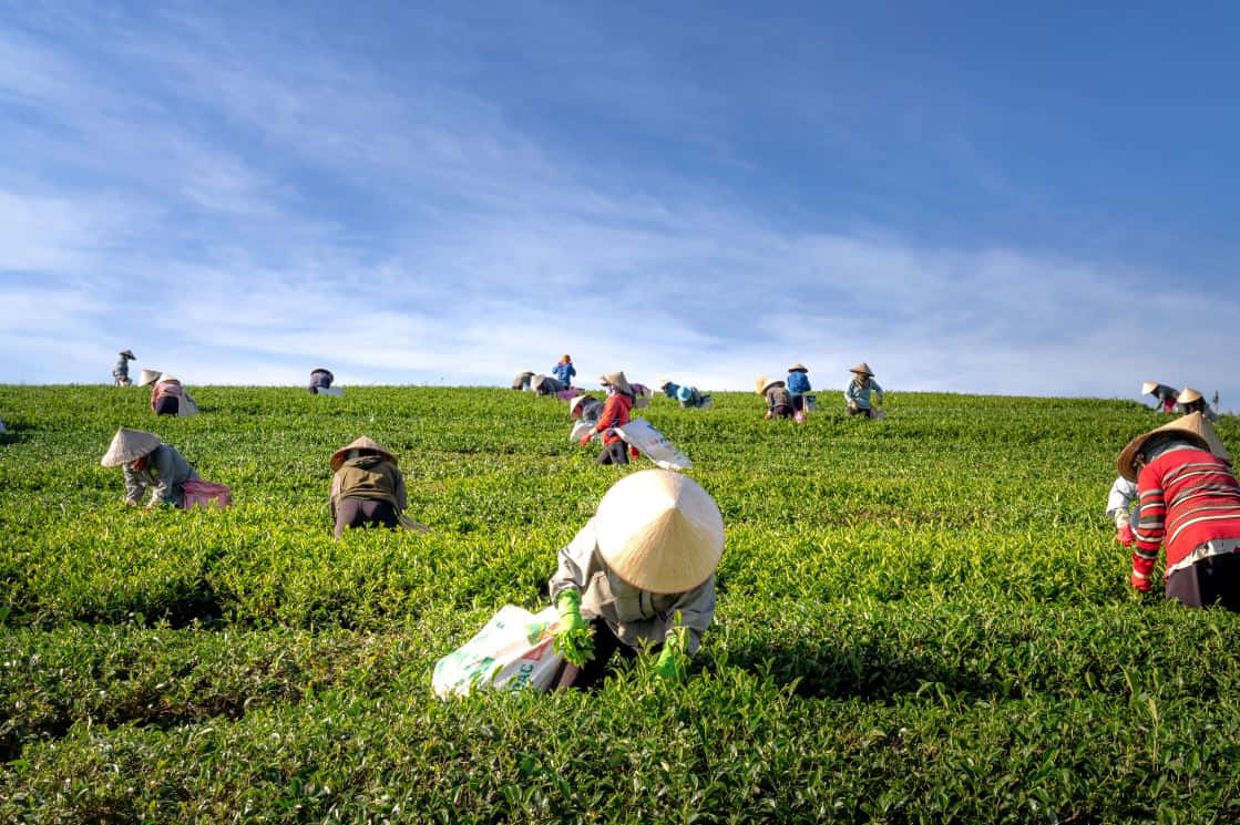 Farmer 桌布 壁紙 — 農民戴著錐形帽在晴朗的藍天下，在鬱鬱蔥蔥的綠色山坡上採摘茶葉。