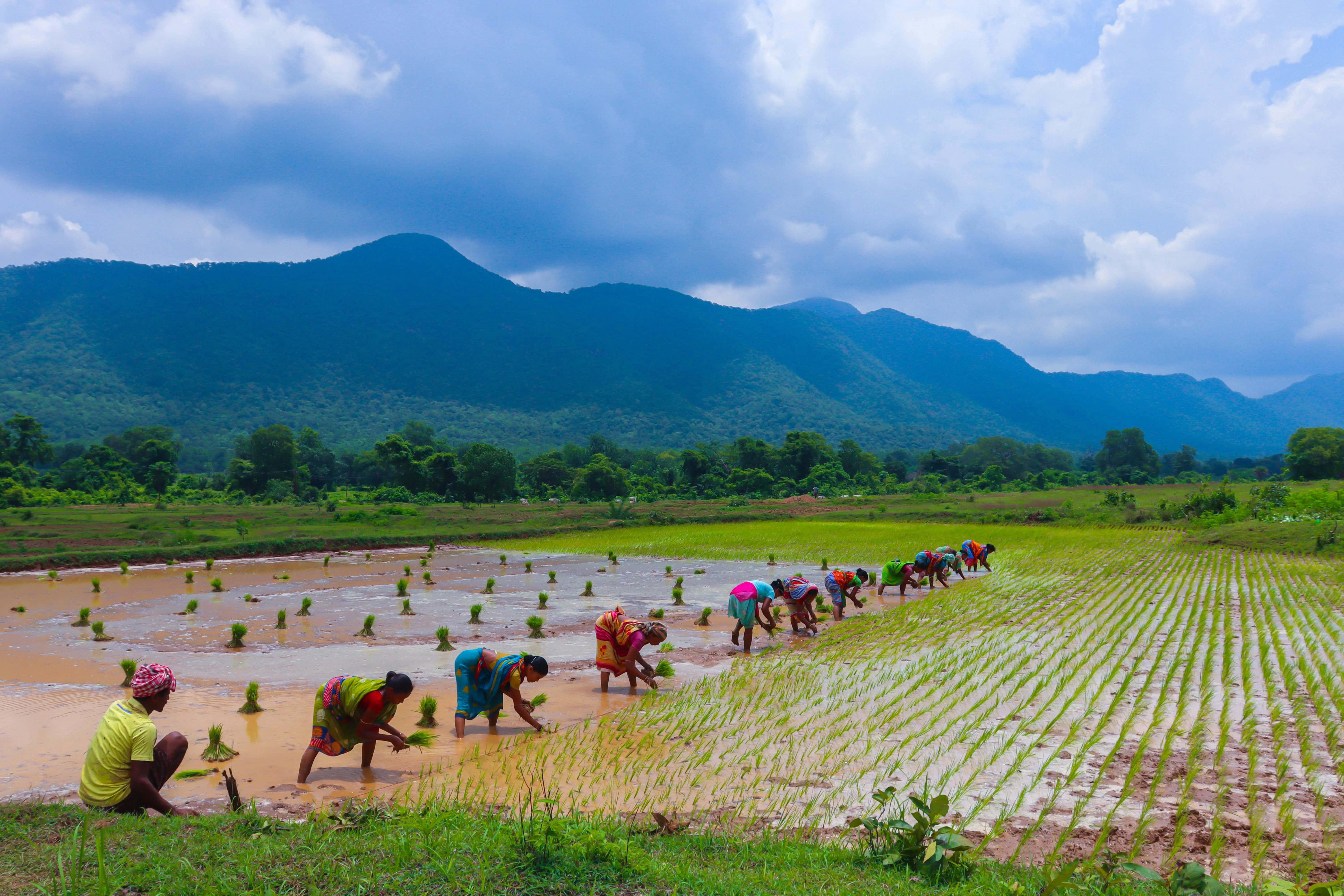 Farmer 桌布 壁紙 — 農民穿著鮮豔的紗麗，在戲劇性的多雲天空下，遠處有綠色的山脈，在淹水的田地裡種植水稻秧苗。