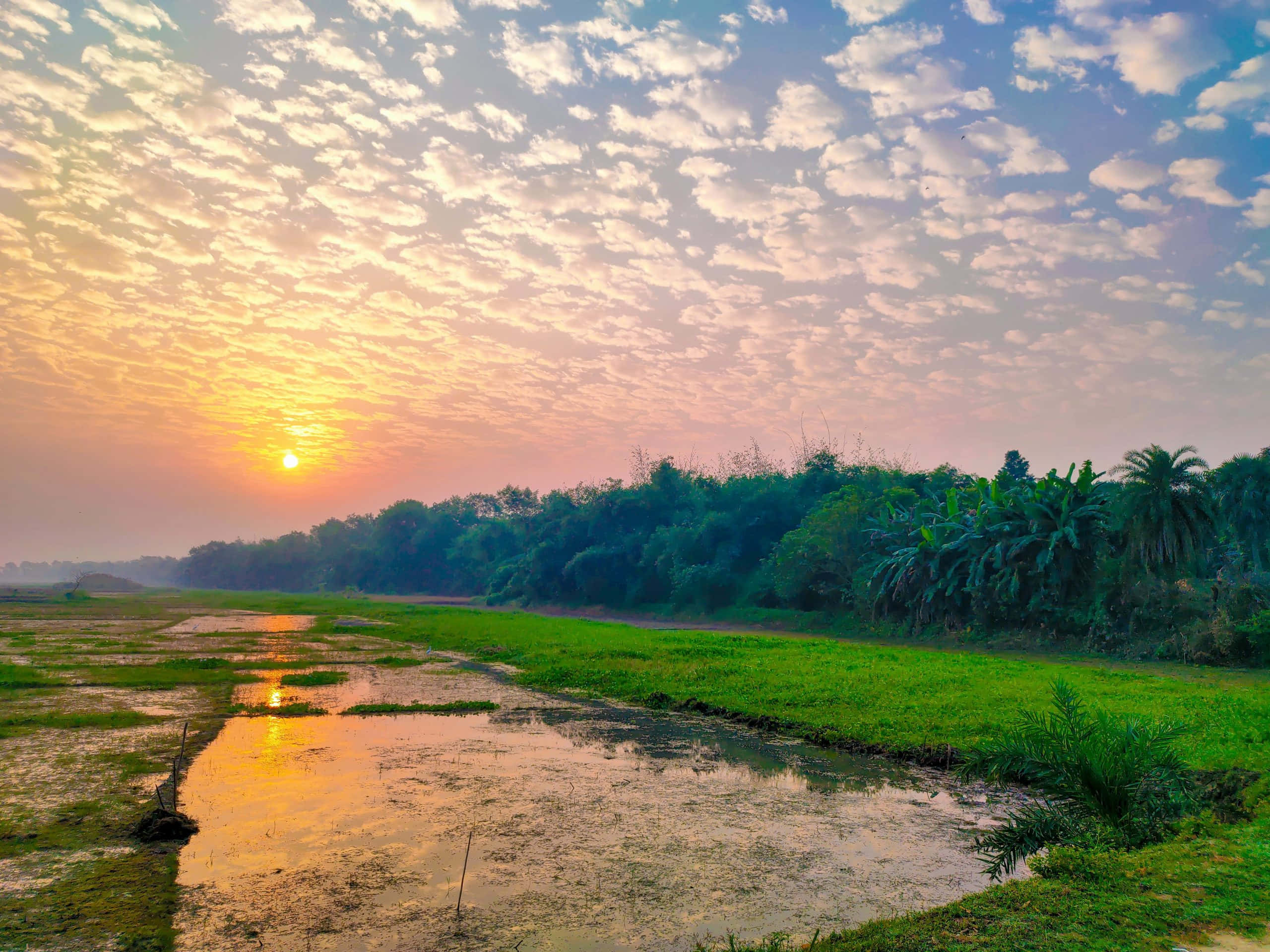 農田與夕陽的自然景觀圖片 壁紙 — 日出在濕潤的稻田上繪出一條金色小徑，映照出雲朵和樹木的鮮豔綠色和橙色。