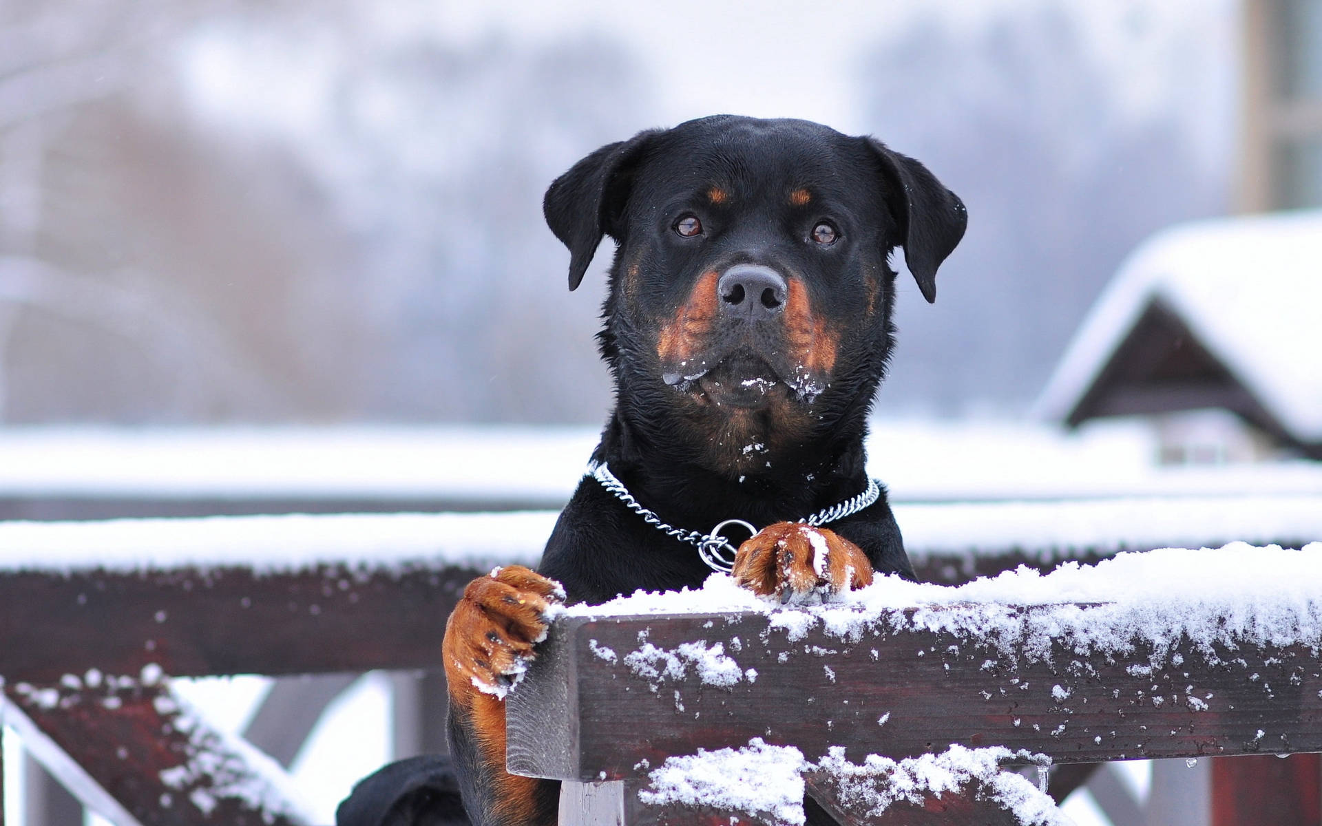 一隻羅威納犬爪子上有雪，冬天時越過木柵欄觀望。