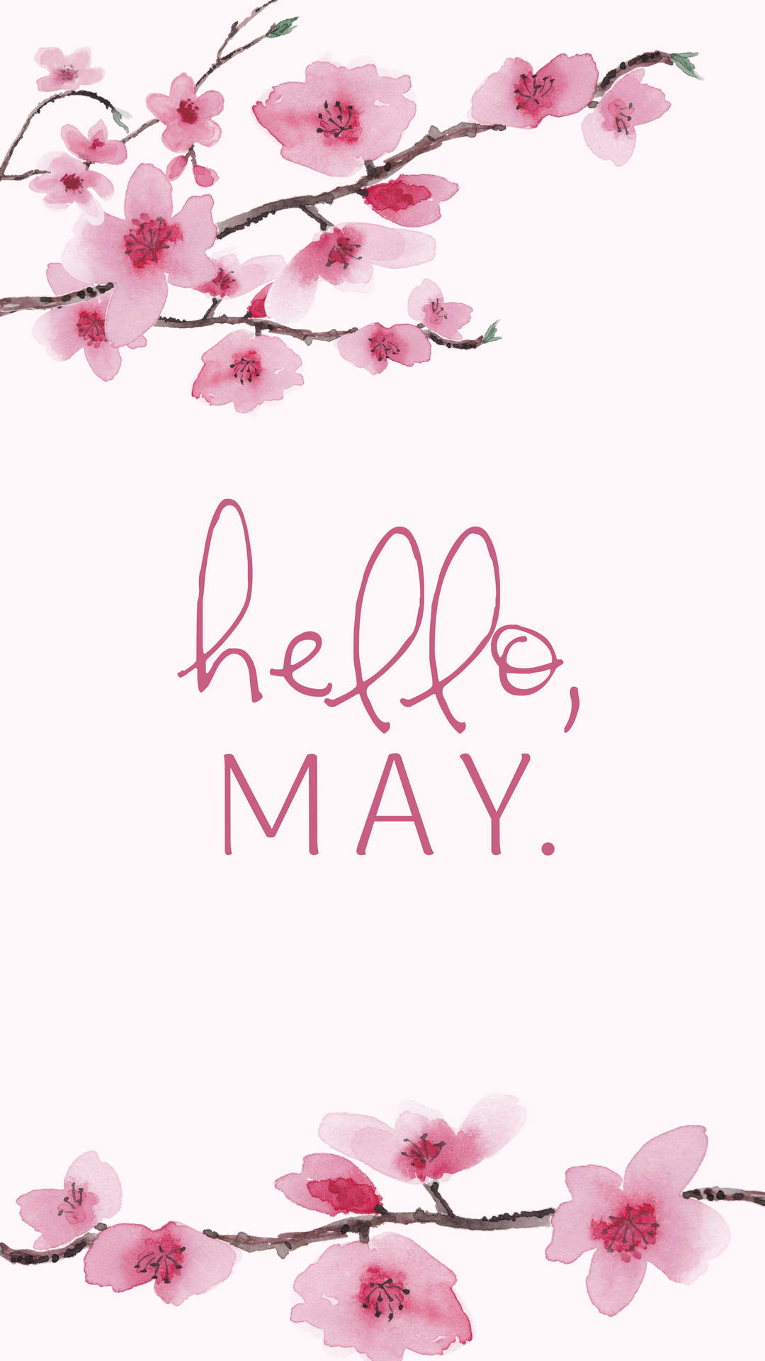 粉紅櫻花枝條框住柔和粉紅背景上的「hello may」文字。