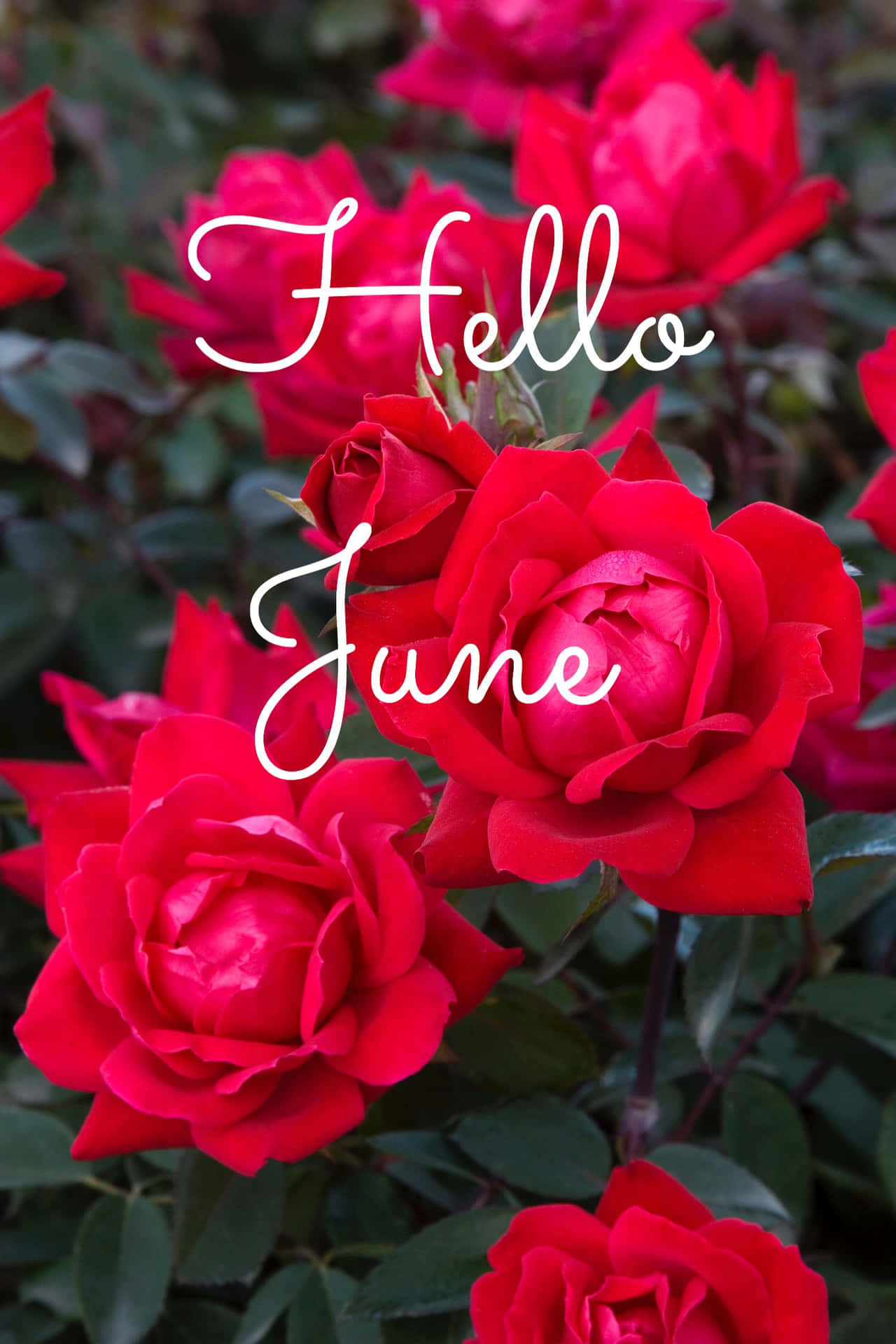 紅玫瑰上覆蓋白色草書「Hello June」文字。
