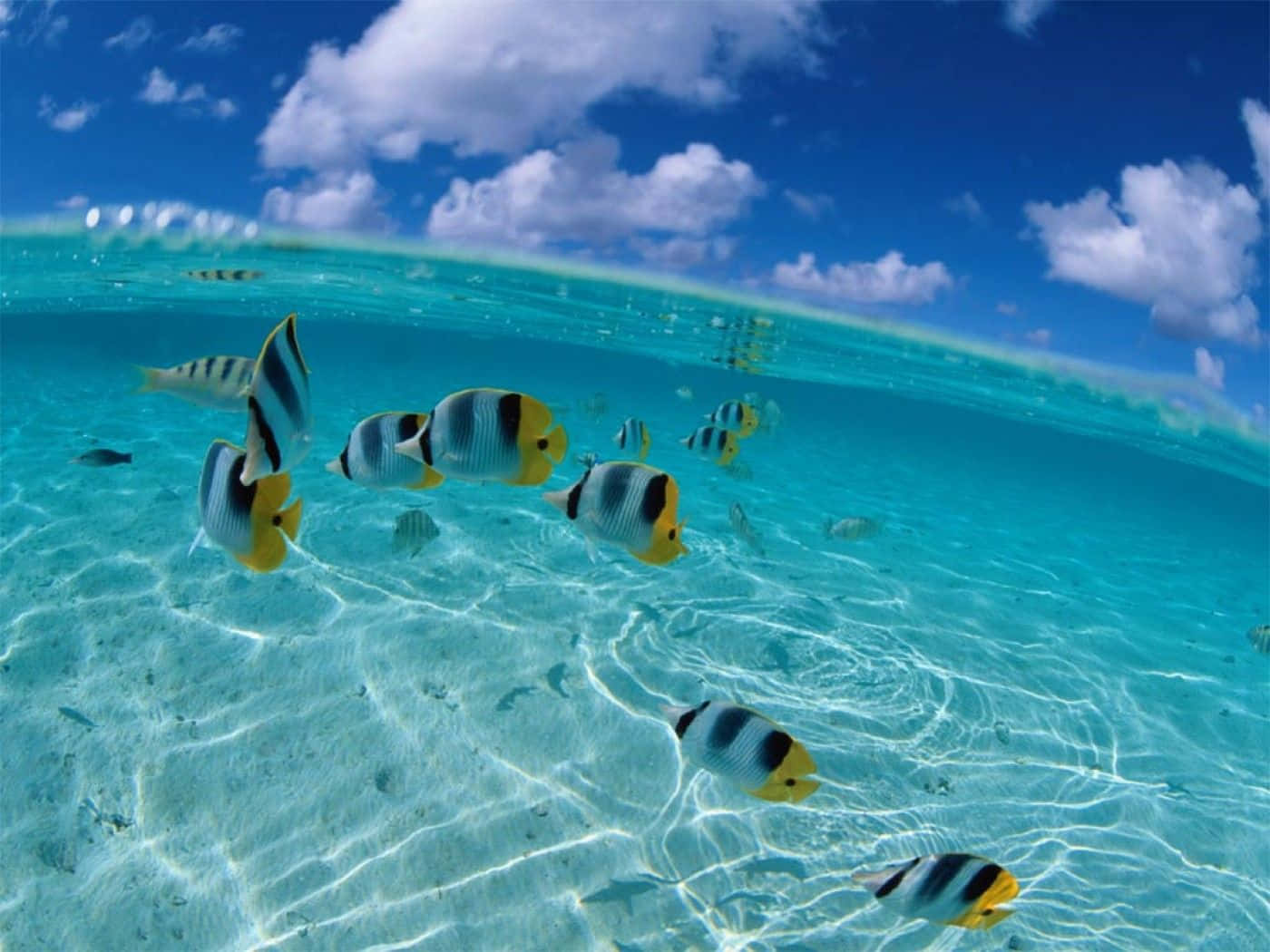 蝴蝶魚在晴朗藍天白雲下的淺碧綠海水中游動。