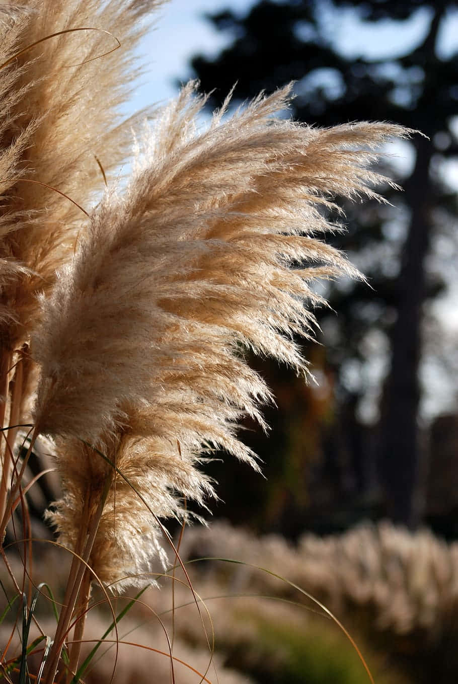 近距離 Pampas Grass 背景 壁紙 — 金色蒲葦穗在陽光下輕輕搖曳，背景是模糊的森林。