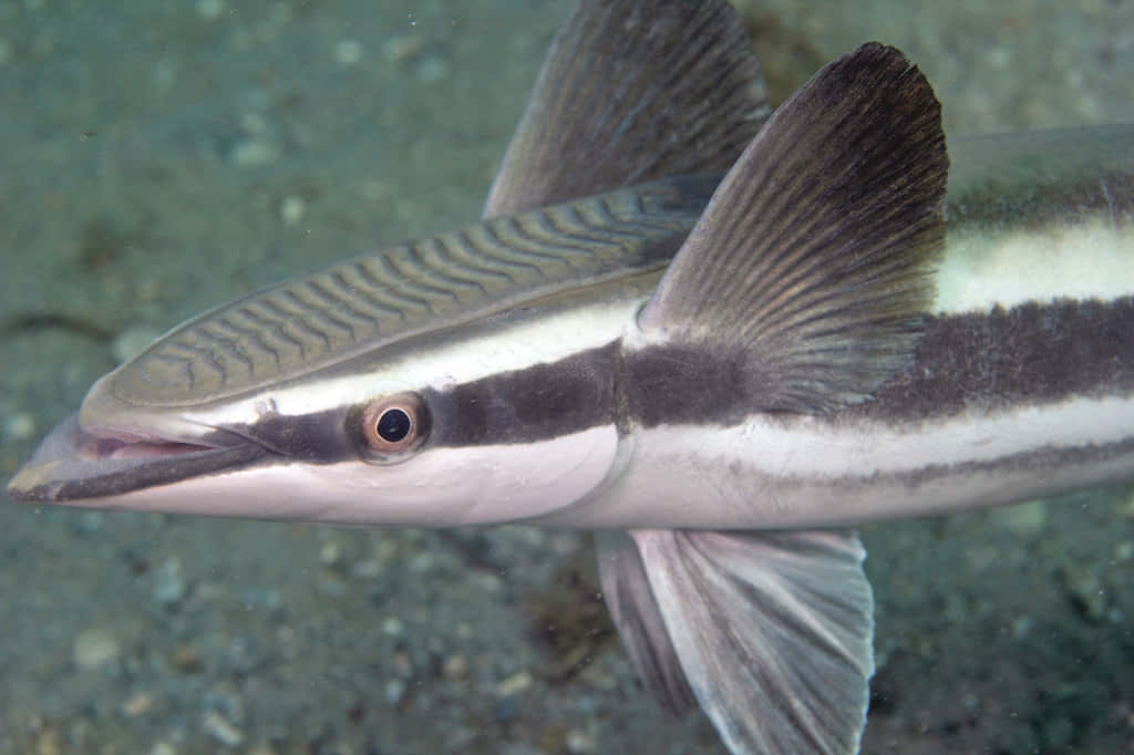 Remora 桌布 壁紙 — 近距離拍攝一條光滑的梭魚，擁有鋒利的牙齒和條紋圖案，在沙質海底附近游動。