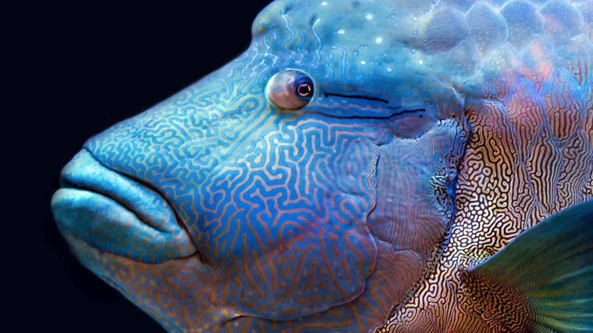 Wrasse 桌布 壁紙 — 近距離拍攝一條鮮藍色魚，帶有複雜迷宮般圖案和發光眼睛，背景為黑色。