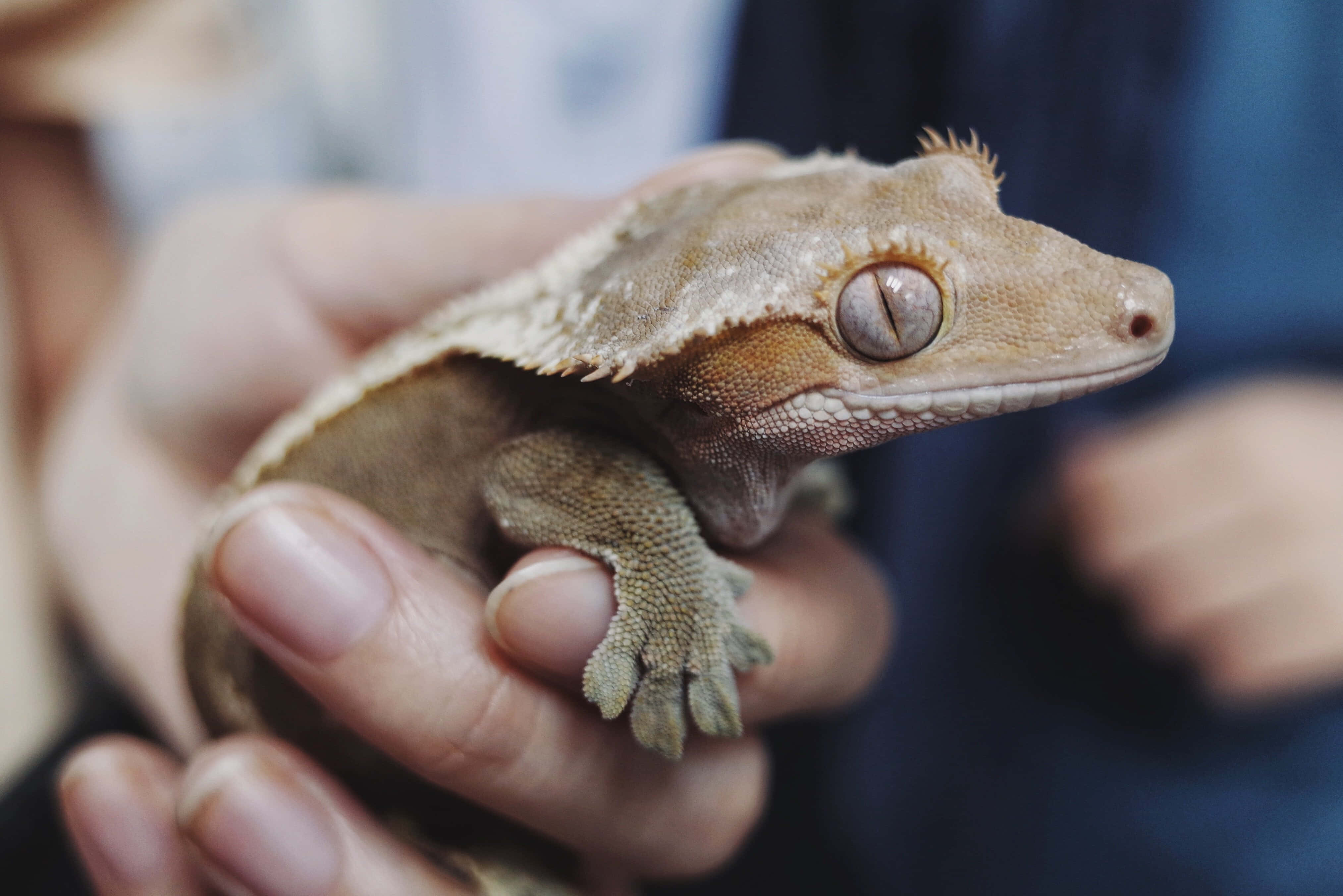 gecko 桌布 壁紙 — 近距離拍攝一隻冠壁虎平靜地休息在一個人的手上，背景柔和模糊。