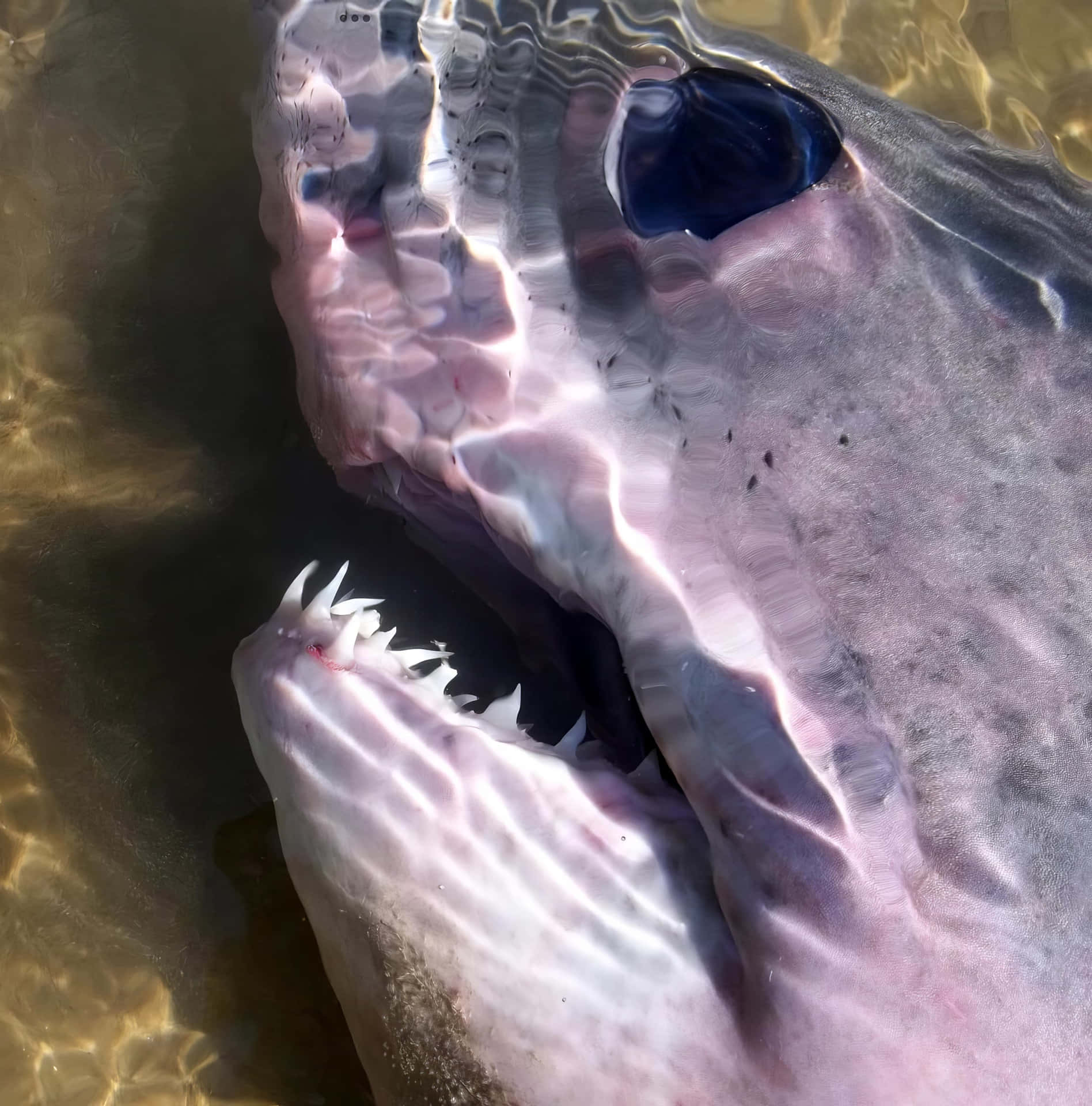 近距離拍攝的_porbeagle_鯊魚 壁紙 — 鯊魚頭部在水中的特寫，張開嘴巴露出鋒利的牙齒和深色的眼睛，透過漣漪的水面可見。