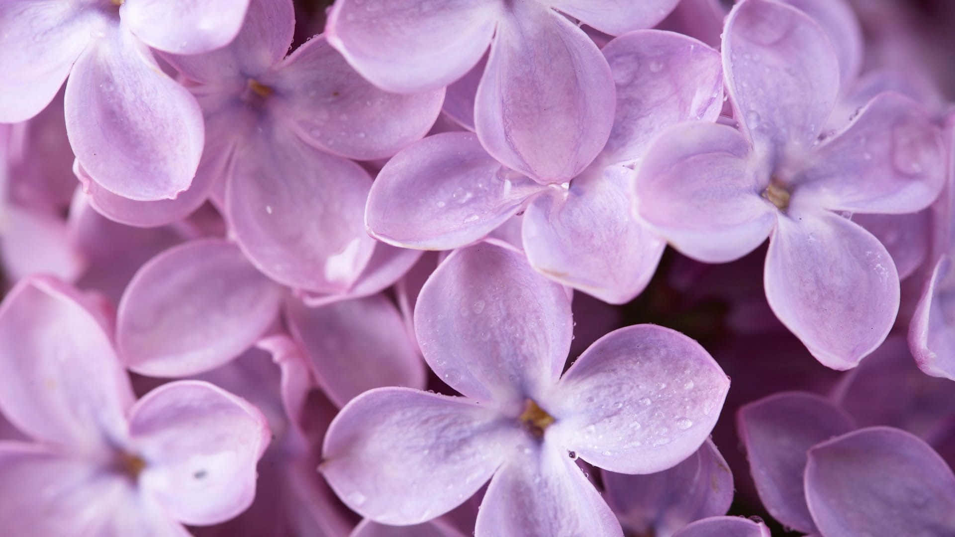 一簇紫色丁香花，花瓣上帶著露珠