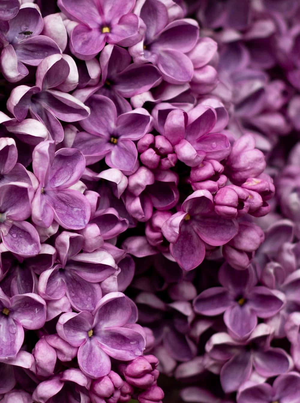 Lilac Tree 桌布 壁紙 — 近距離拍攝茂盛嘅紫色丁香花，花瓣上嘅露珠閃閃發光。