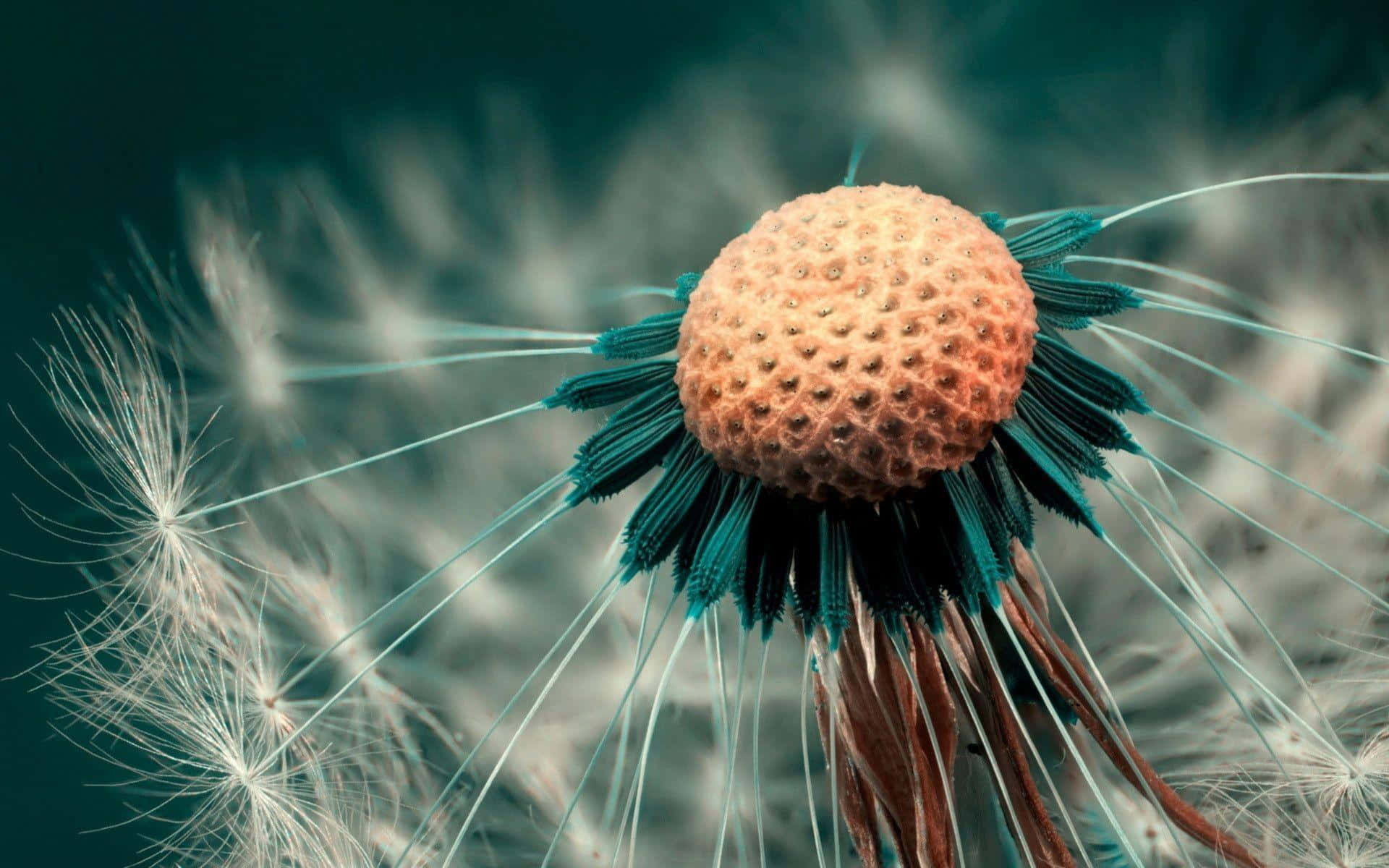 Dandelion 桌布 壁紙 — 近距離拍攝蒲公英種子頭部，帶有藍綠色苞片和白色絨毛，背景為深藍綠色。