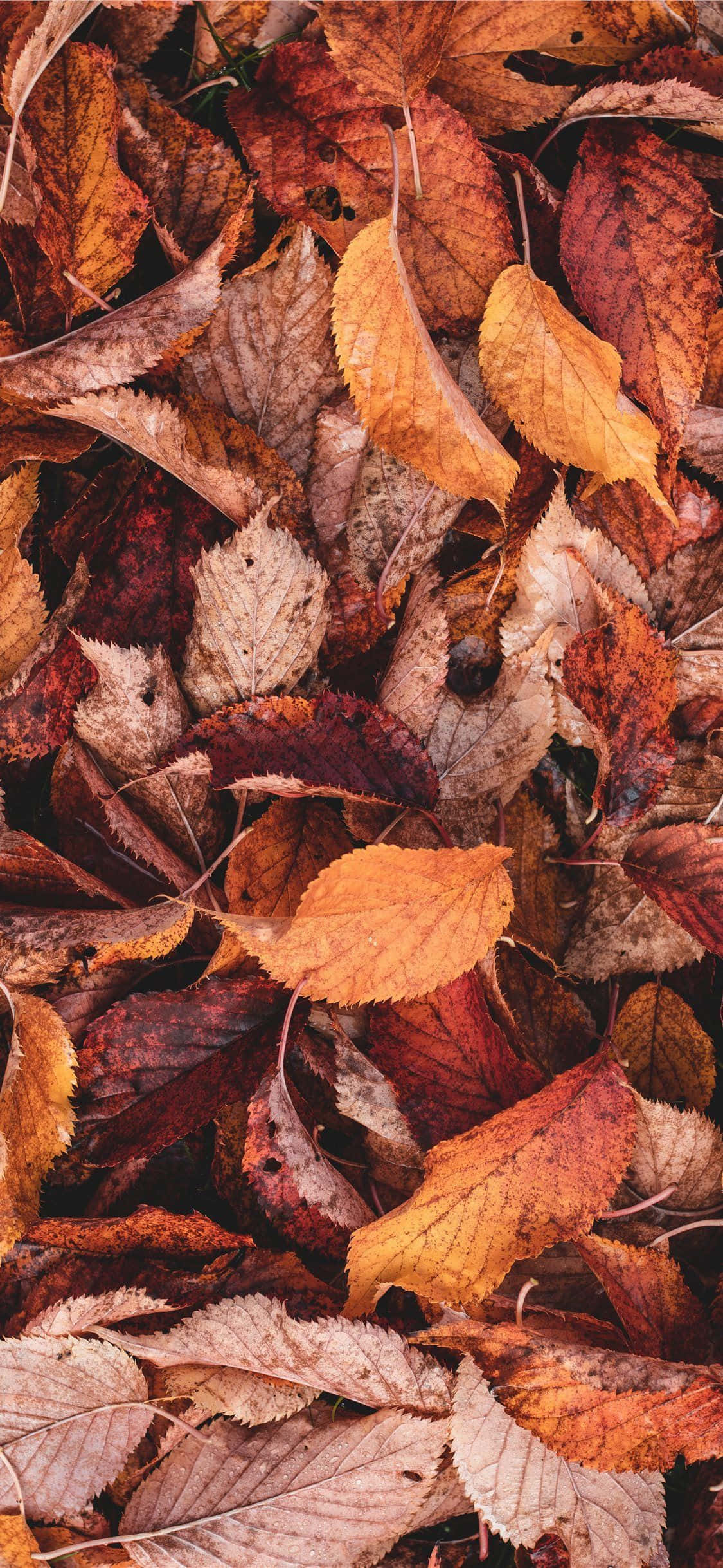 Brown Autumn 桌布 壁紙 — 近距離拍攝鮮豔的秋葉，呈現橙色、紅色和棕色色調，密集地散落在地面上。