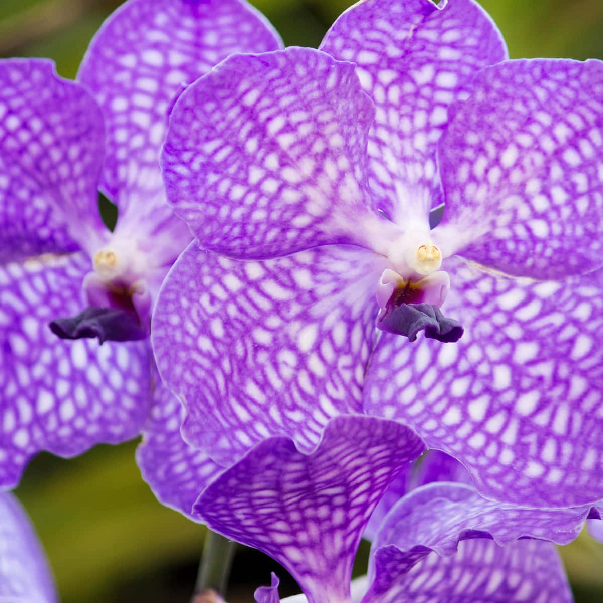 Orchid 桌布 壁紙 — 近距離拍攝鮮豔的紫色蘭花，花瓣上有複雜的白色蕾絲圖案。