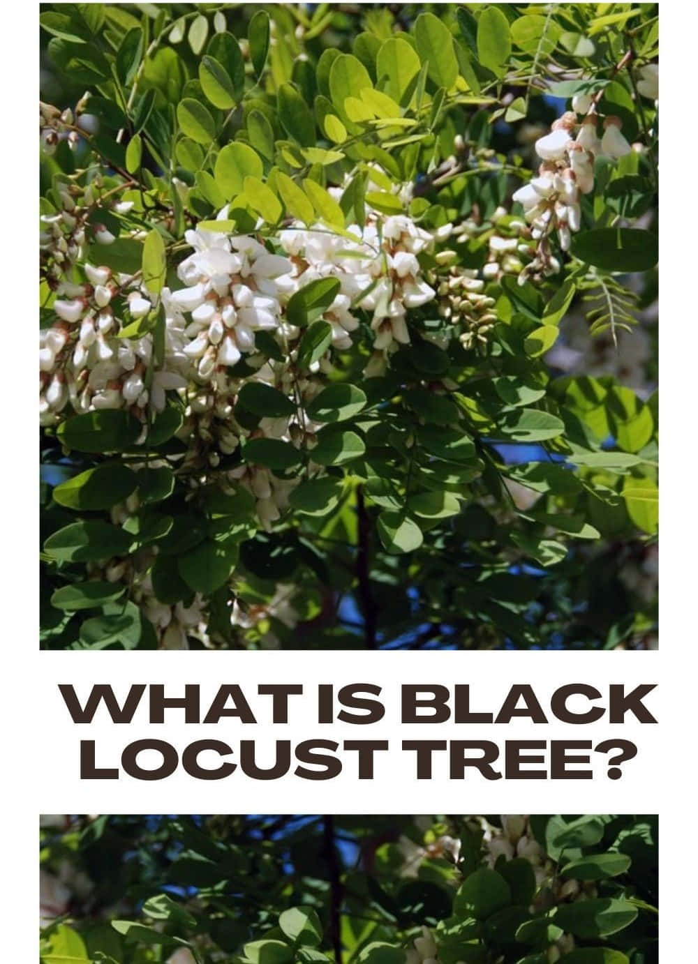 Black Locust 桌布 壁紙 — 近距離拍攝黑洋槐樹枝，上面有白色花簇和鮮綠色葉子，背景是藍天。