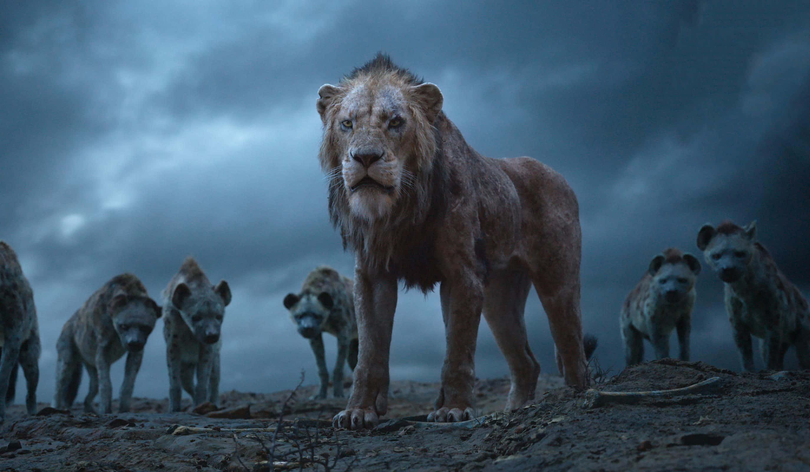 迪士尼《獅子王》中史卡的復仇計畫 壁紙 — 一頭疲憊的獅子挑釁地站在貧瘠的平原上，一群鬣狗在暴風雨黃昏的天空下逼近。