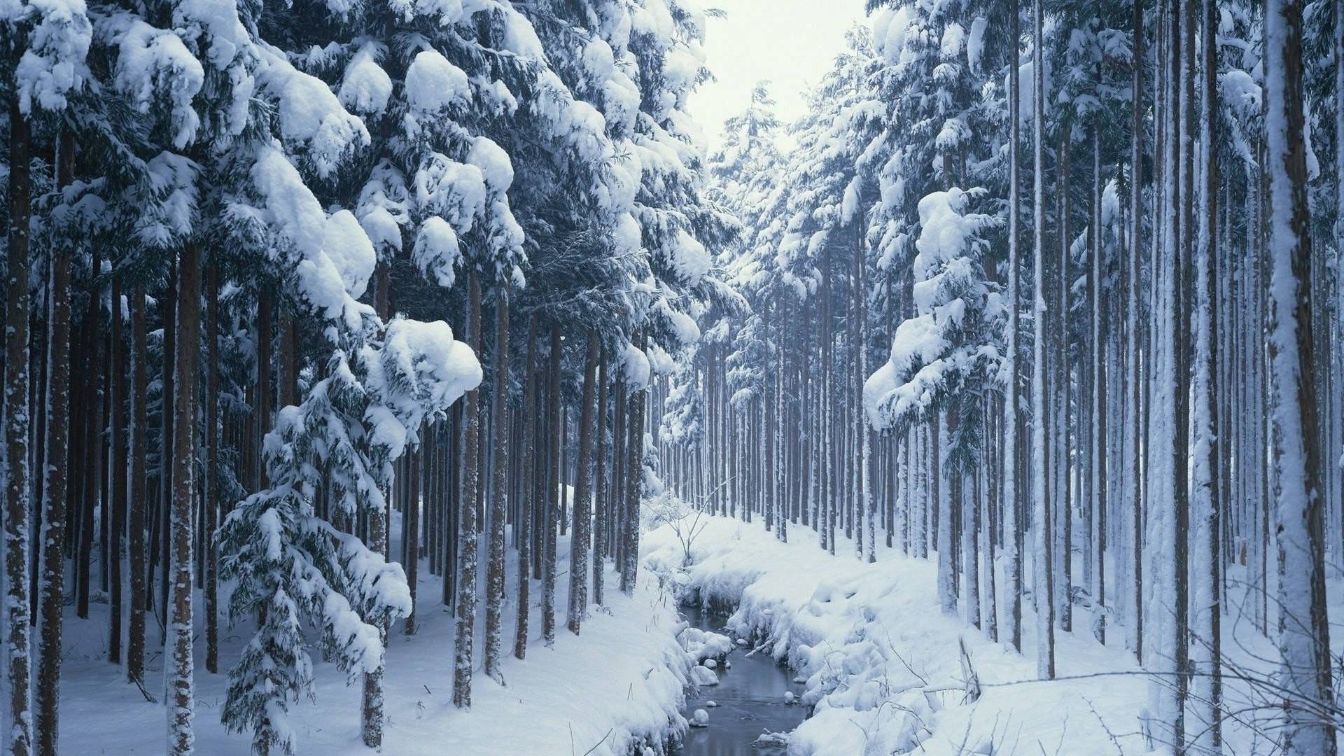 積雪的松樹排列在寂靜冬日森林中一條結冰的溪流旁。