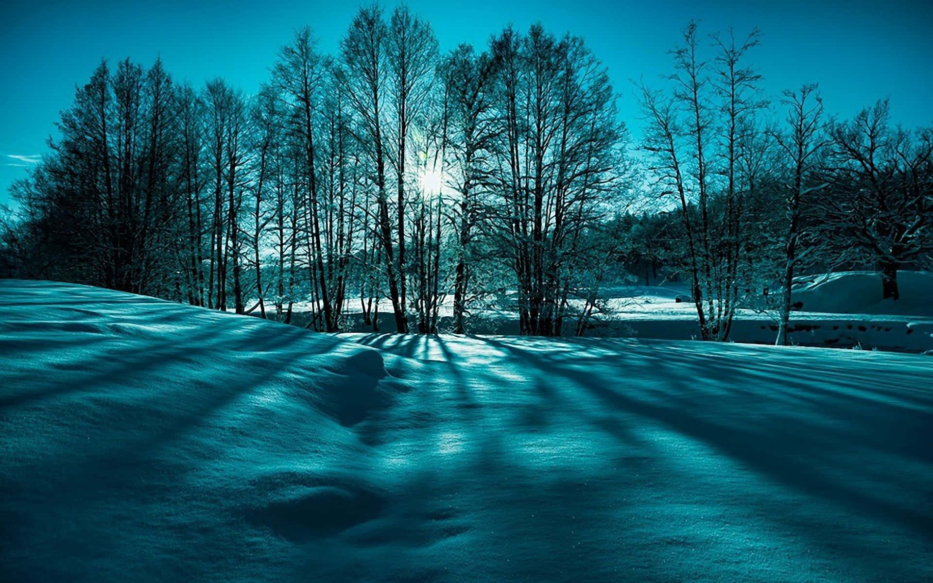 雪地上光禿的樹木在藍天下投下長長的影子。
