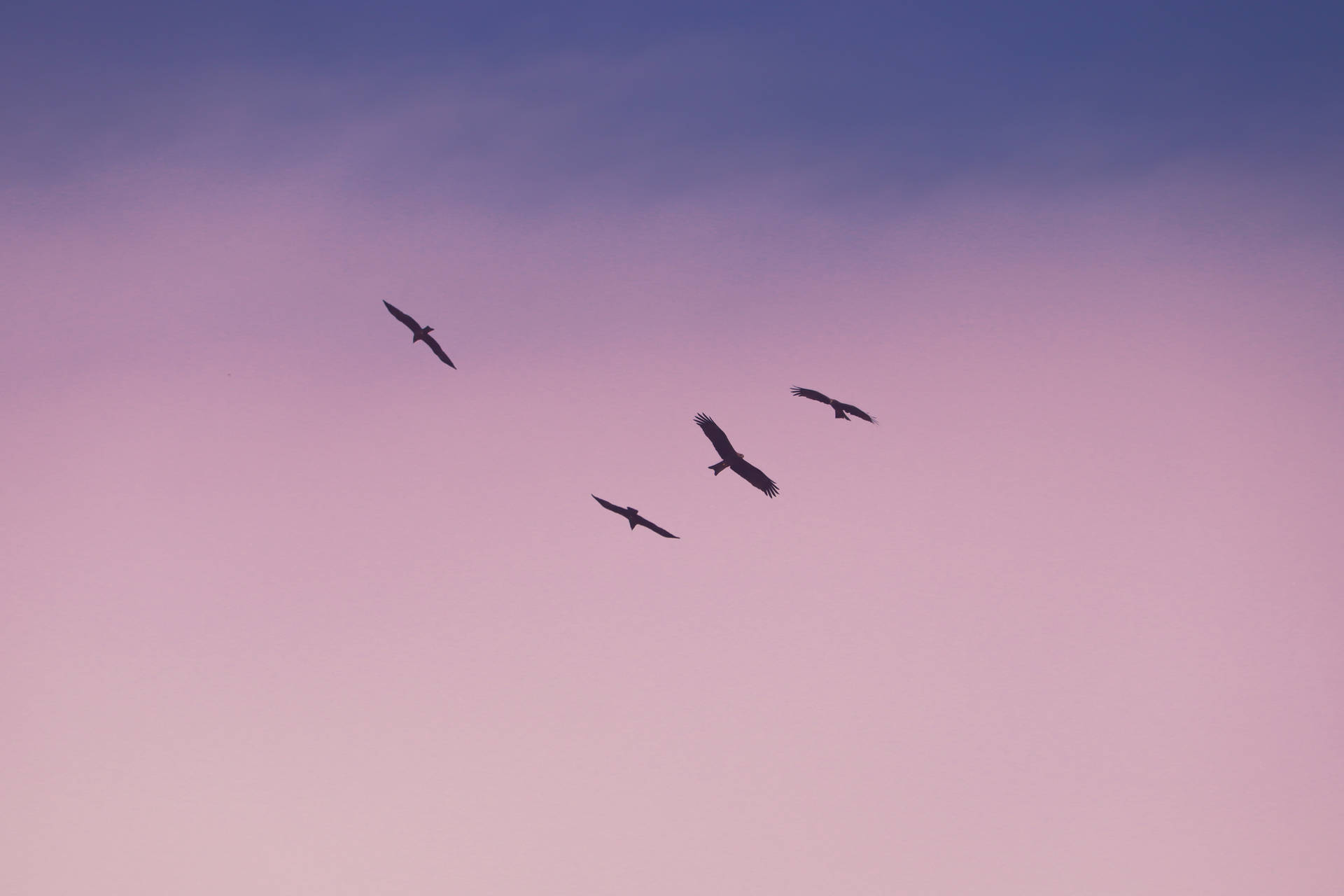 四隻鳥在粉紅與藍色的暮色天空中編隊飛行。 — 動漫風格動圖 壁紙