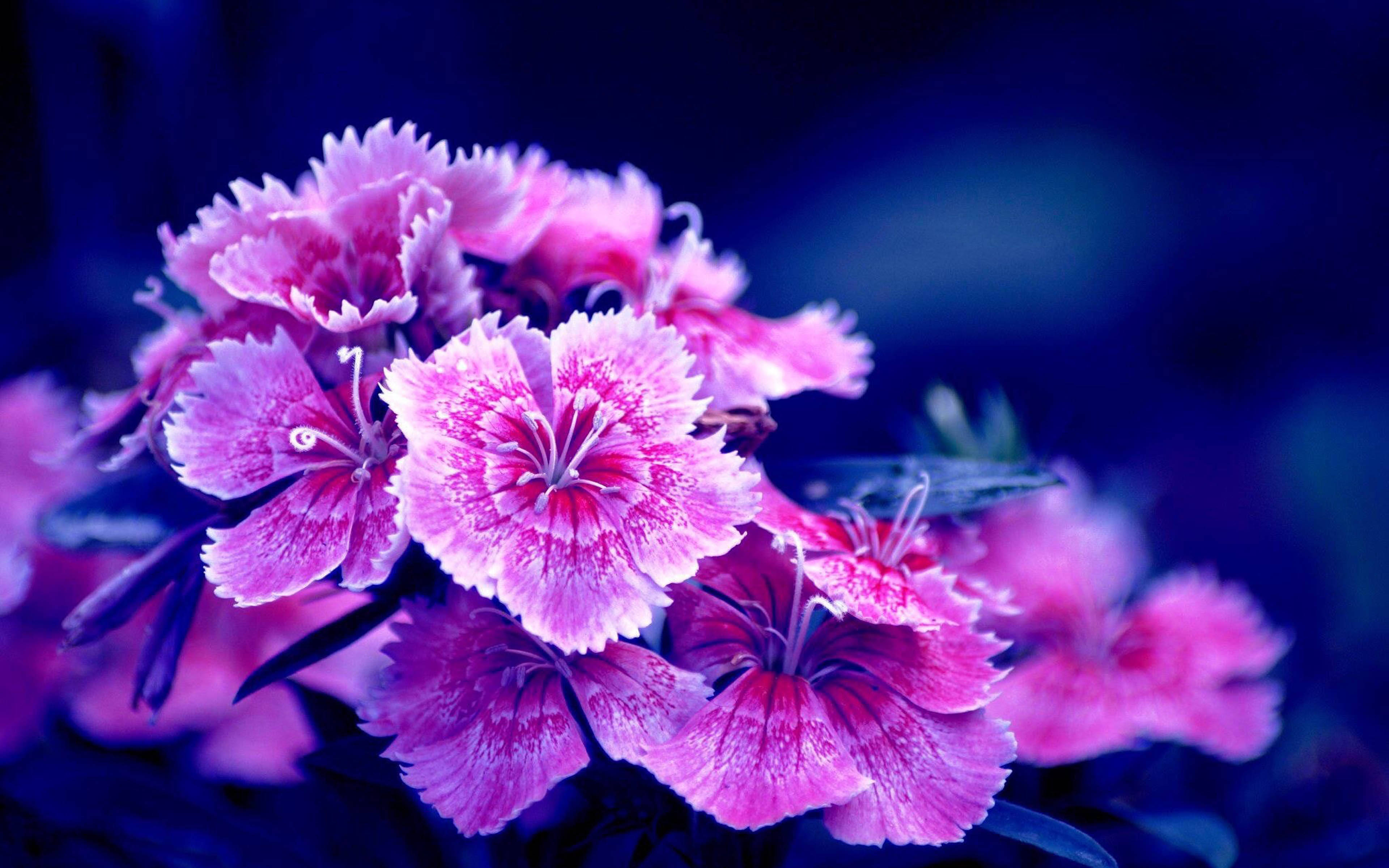 迷人土耳其紫康乃馨 壁紙 — 鮮豔的粉紅色康乃馨，帶有流蘇狀花瓣，在深藍色模糊背景中閃耀。