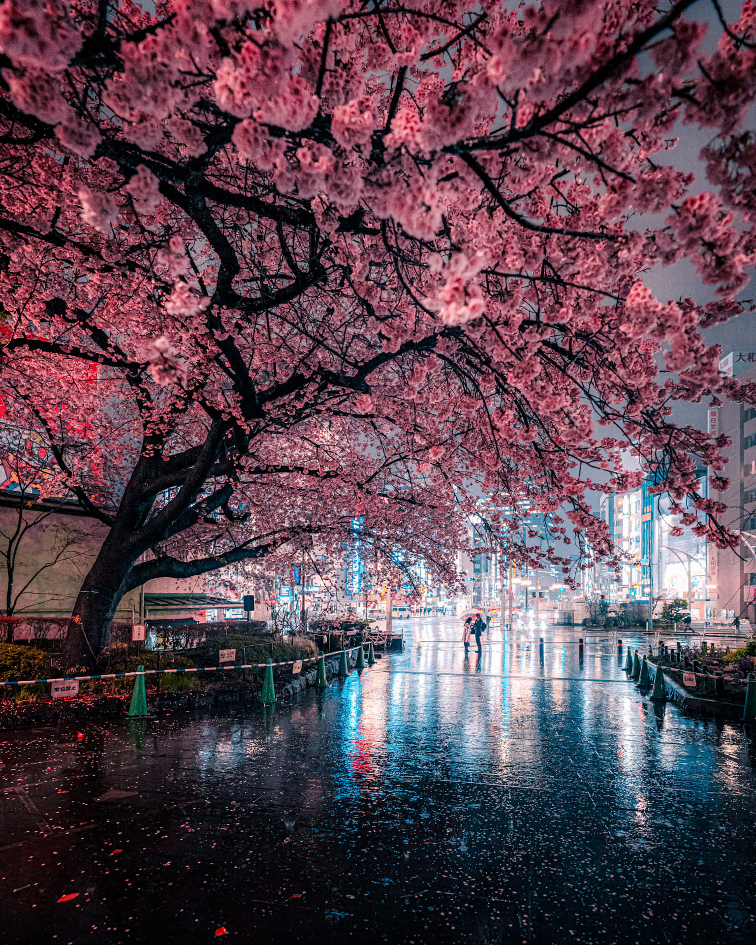 粉紅色的櫻花框住夜晚下雨的城市街道，有霓虹反射和一個撐傘的人。