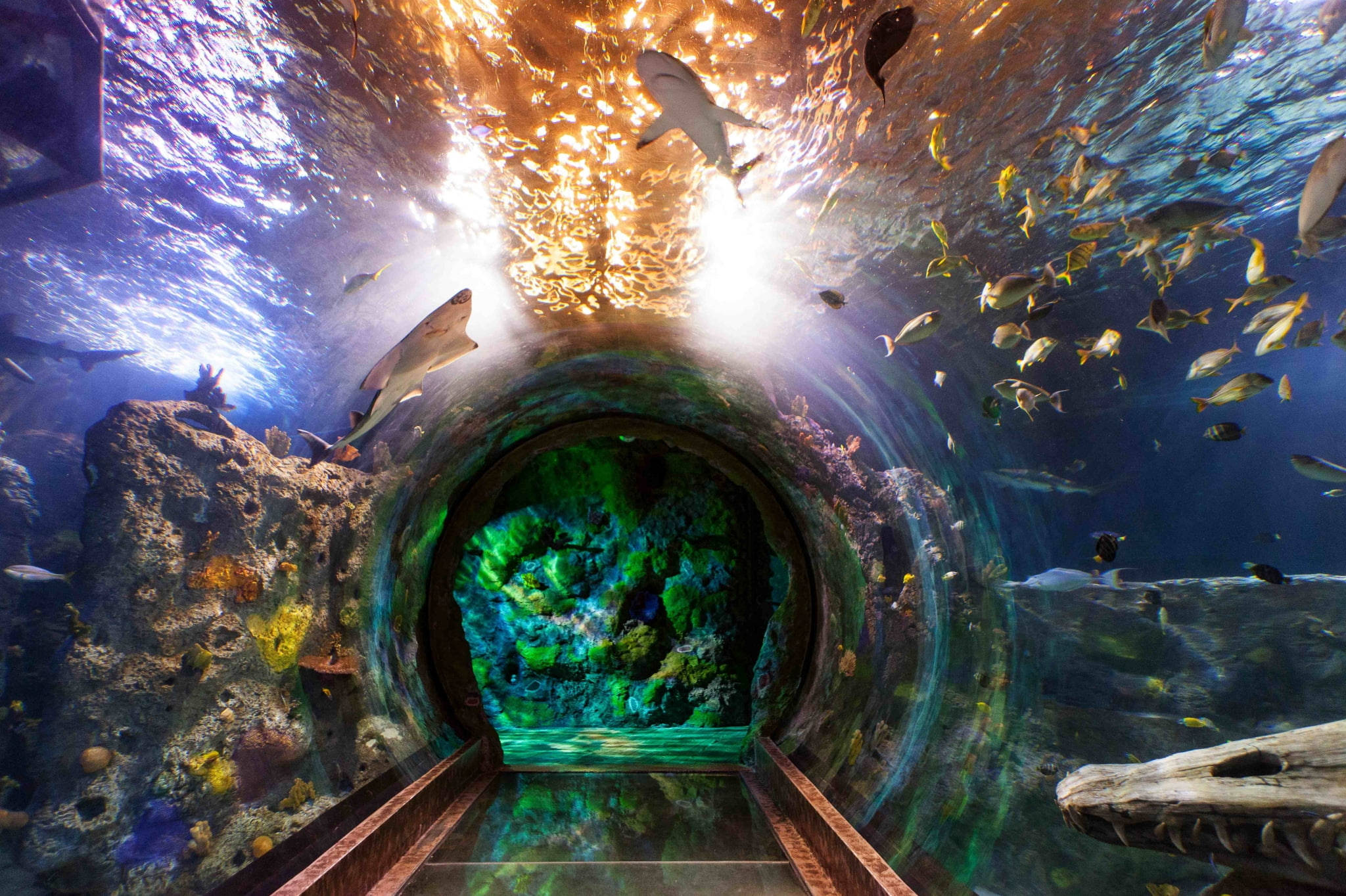 迷人巨型水族館 壁紙 — 一個充滿活力的水下隧道水族館，鯊魚和色彩繽紛的魚類在頭頂和珊瑚礁周圍游動。