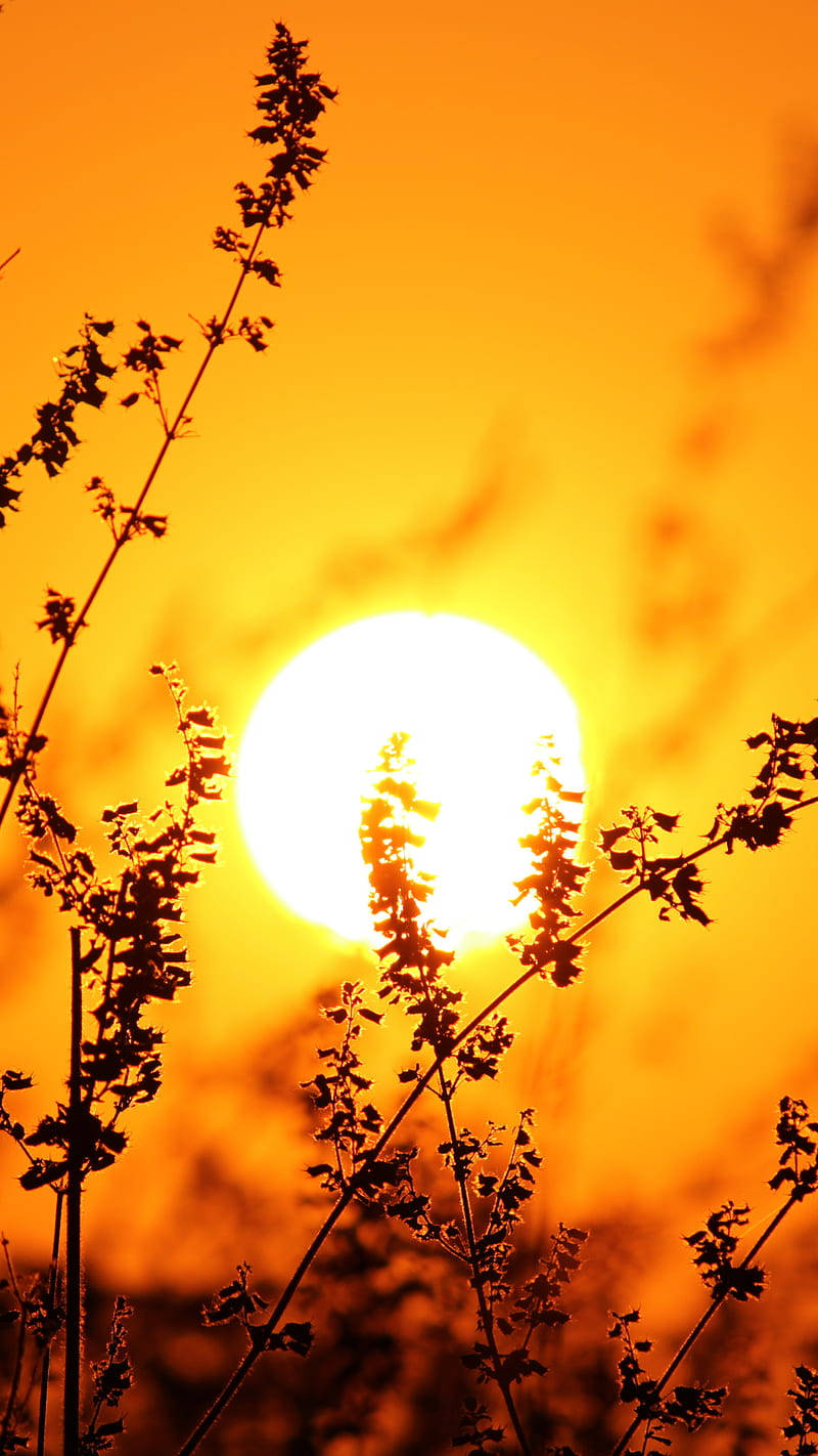 迷人抽象高清手機壁紙 壁紙 — 剪影的野草框住夕陽下熾熱橙色天空中的發光太陽。