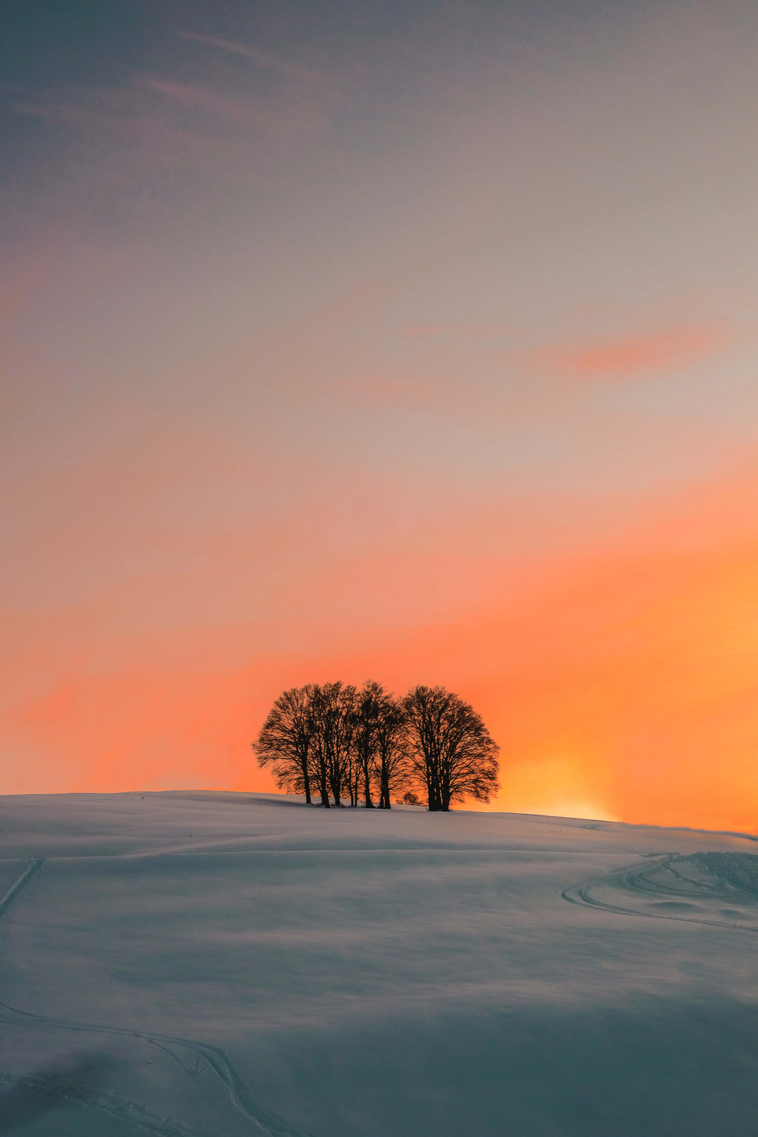迷人橙色夕陽與幾株樹木iPhone背景 壁紙 — 剪影樹木矗立在白雪覆蓋的山丘上，鮮豔的橙色夕陽渲染了天空。