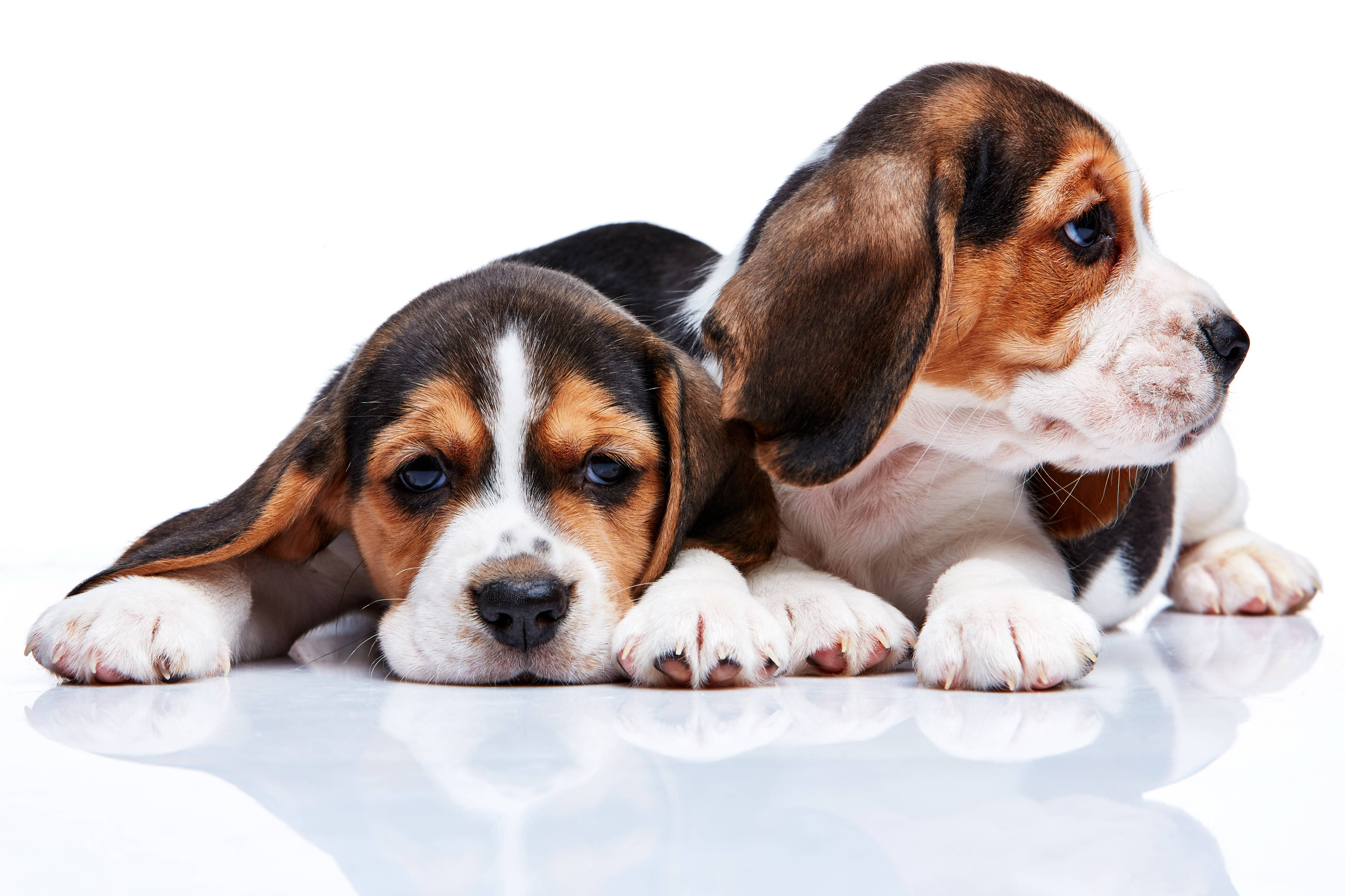 迷人比格犬幼犬 壁紙 — 兩隻可愛嘅比高犬幼犬，有垂耳，喺純白背景上嘅反光白色表面休息。