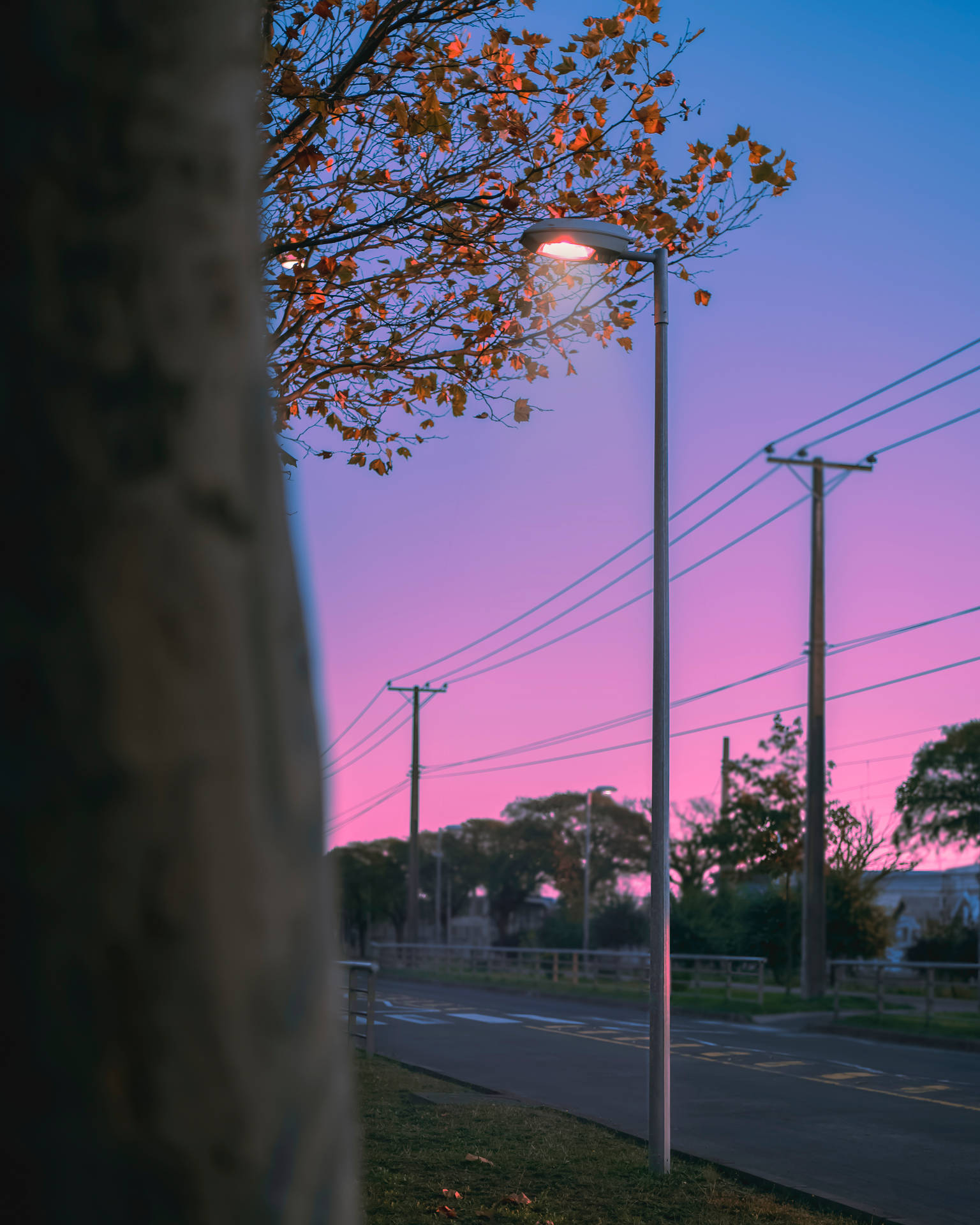 暮色中街燈與秋葉和電線一起發光