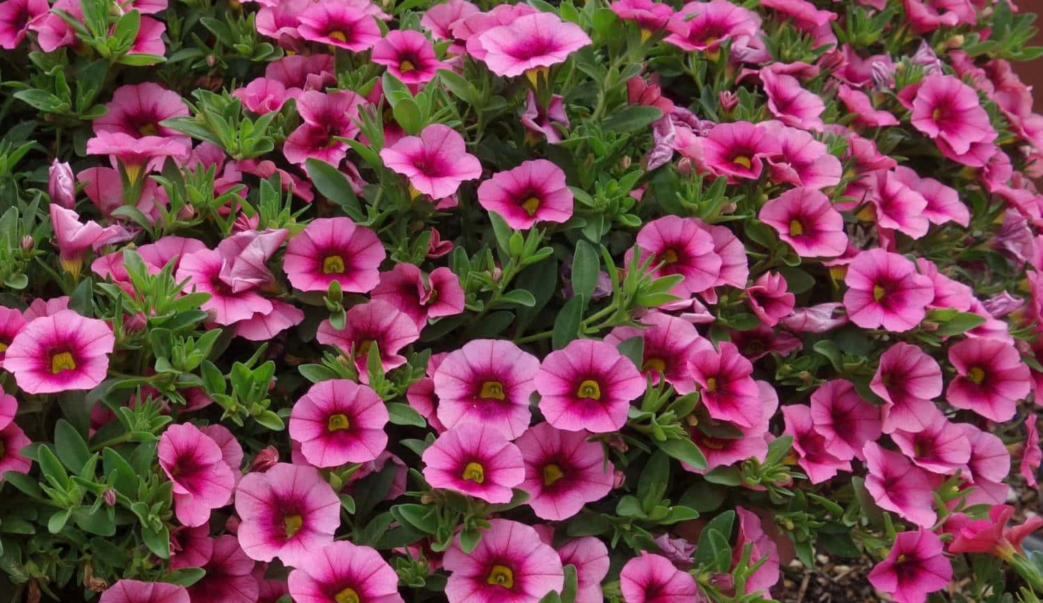迷人的 Calibrachoa 花朵照片 壁紙 — 一簇密集的鮮豔粉紅色矮牽牛花，帶有黃色中心，在明亮的日光下，在茂密的綠葉中盛開。