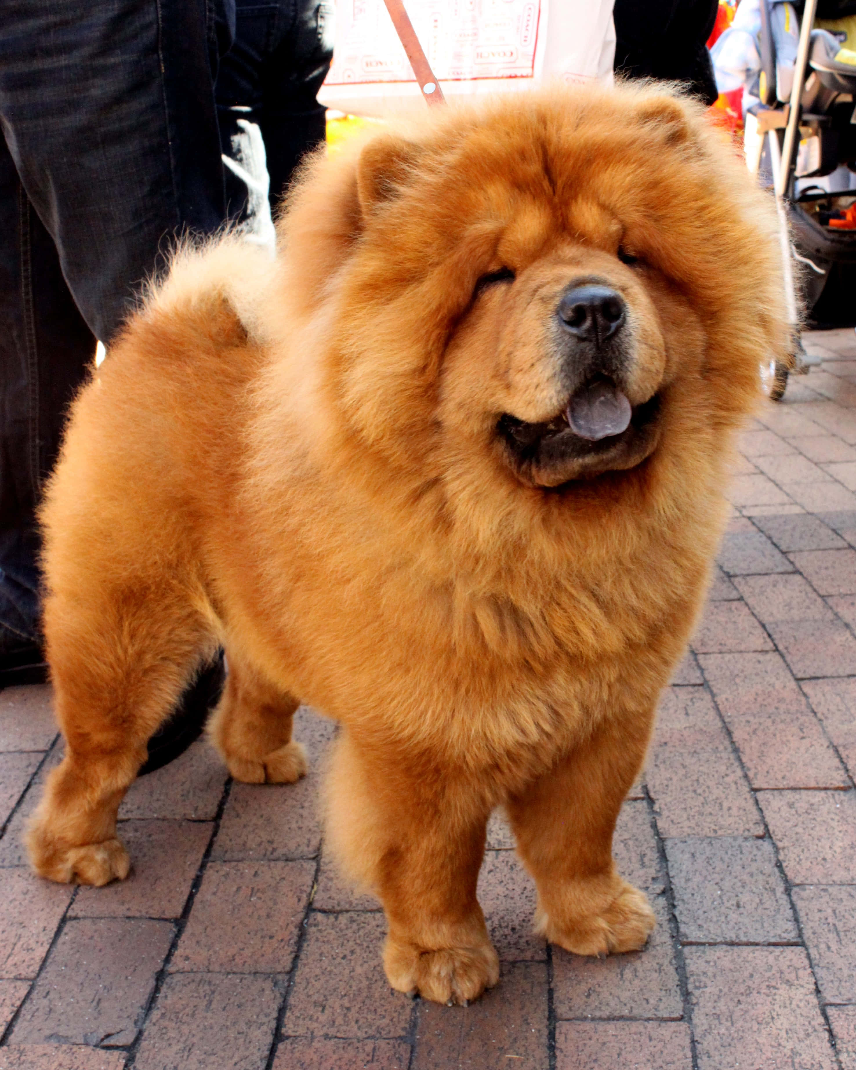 迷人的 Chow Chow 壁紙 — 一隻毛茸茸的金色鬆獅犬站在磚砌人行道上，伸出舌頭，半閉著眼睛，姿勢放鬆。
