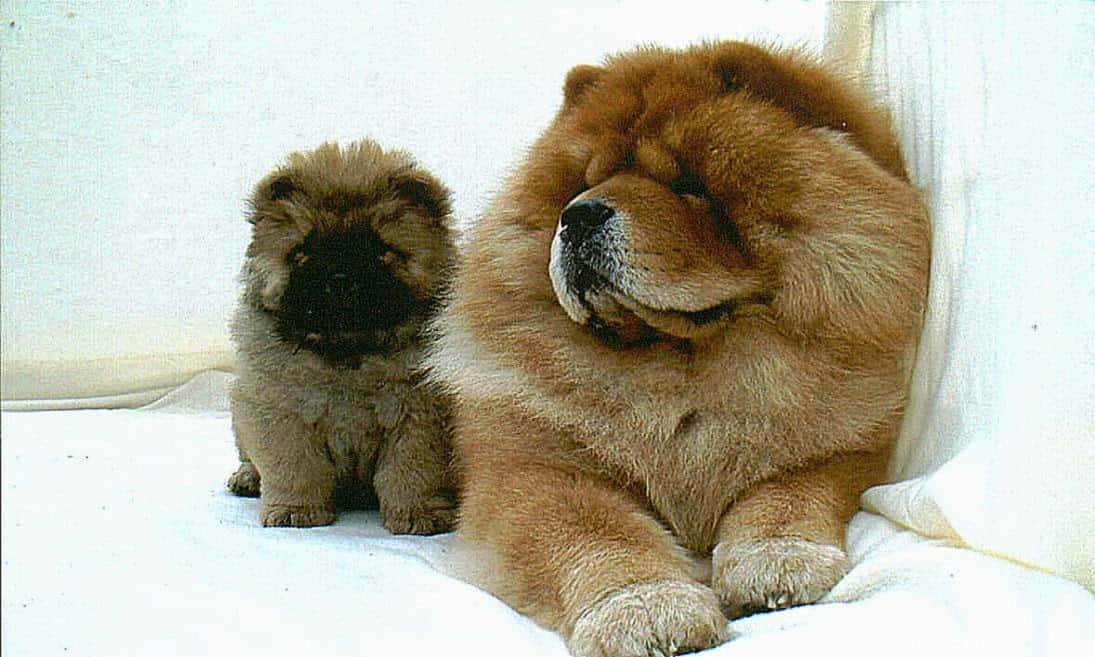 迷人的 Chow Chow 狗 壁紙 — 一隻毛茸茸的成年鬆獅犬和一隻較小的幼犬一起坐在白色毛毯上，背景簡潔。