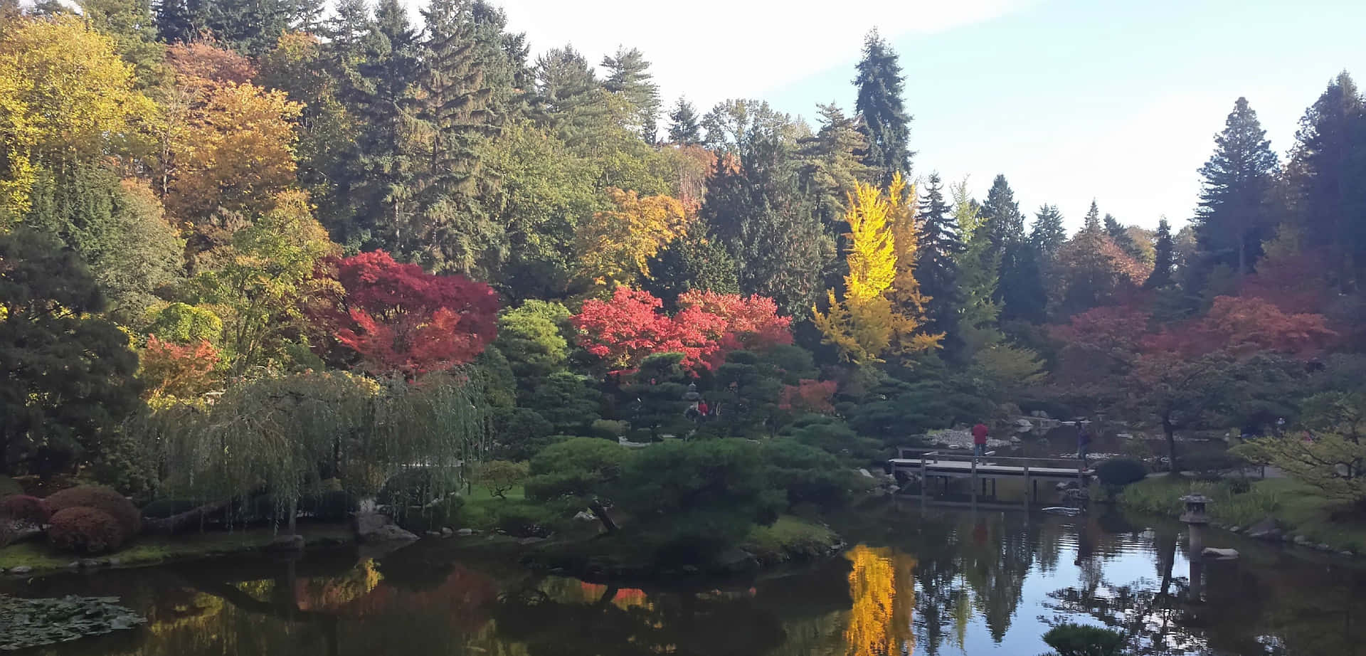秋樹倒映在日本花園的寧靜池塘中。