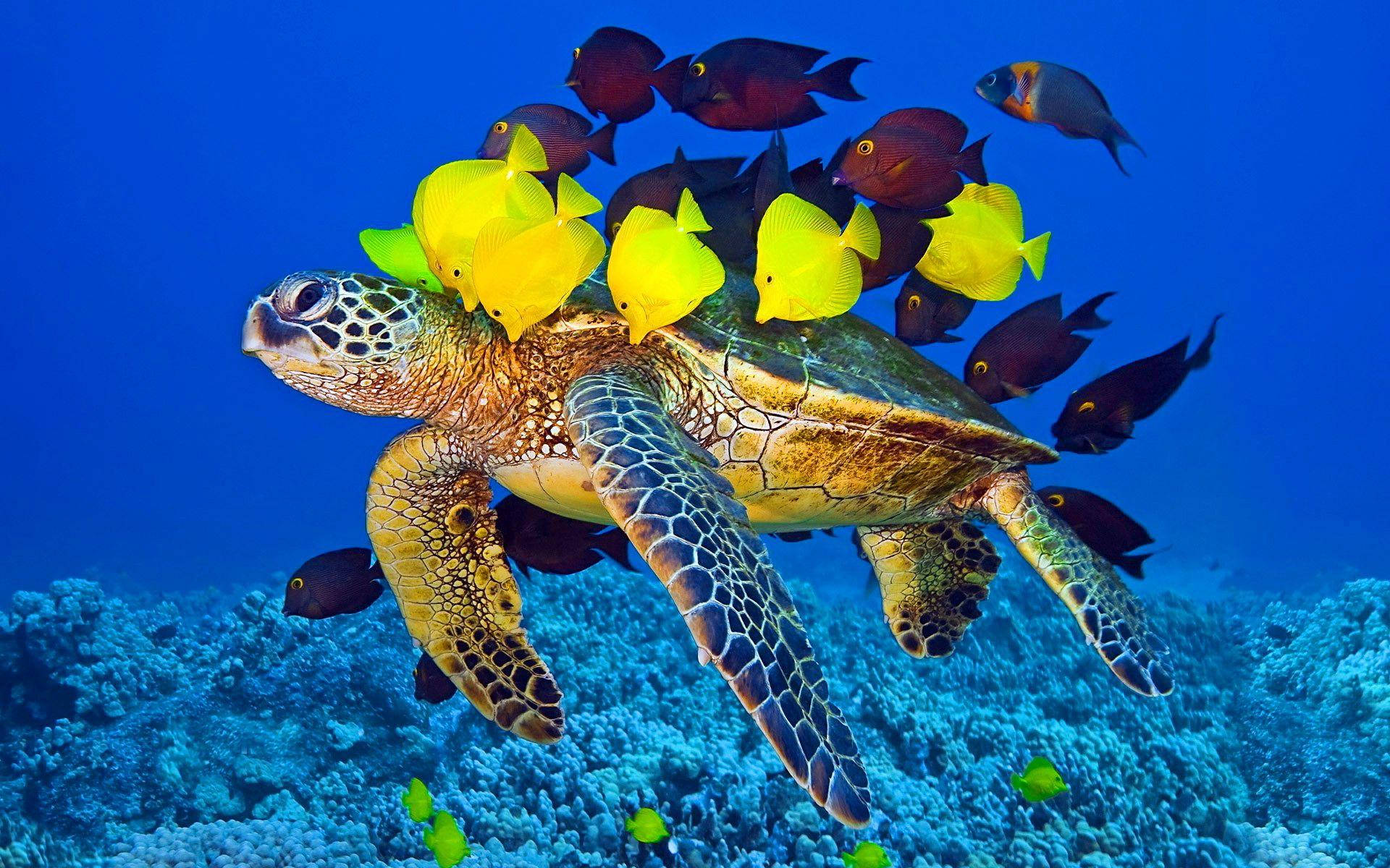海龜在水下珊瑚礁附近與黃色和深色的魚一起游泳