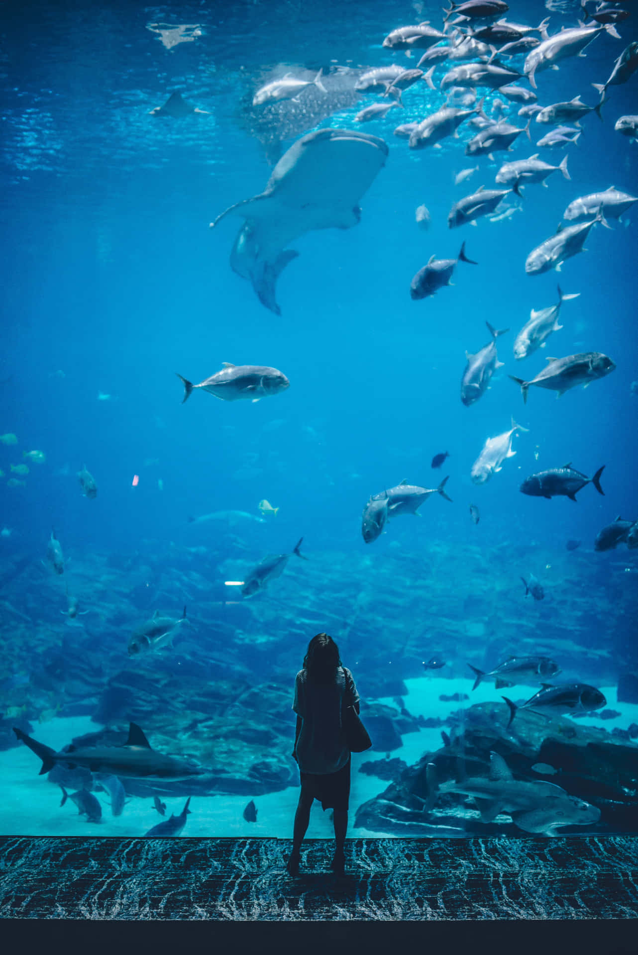 人觀看鯊魚、魔鬼魚和魚在大型水族箱中游泳。