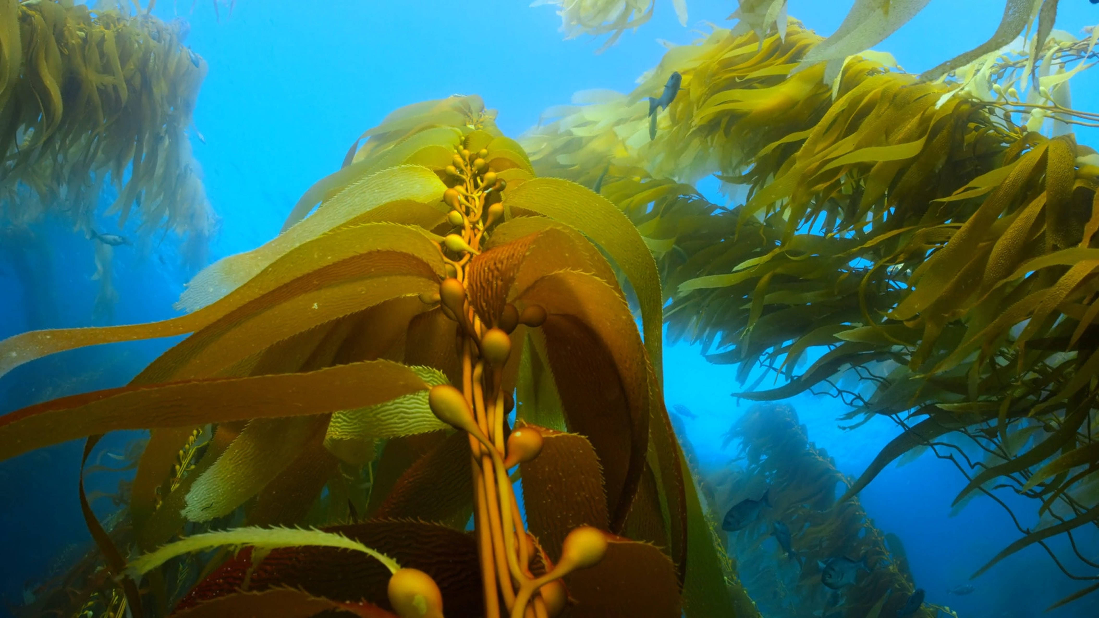 迷人的海帶海藻植物水下特寫 壁紙 — 充滿活力的水下海藻森林，金色葉片在清澈的藍色海水中搖曳。