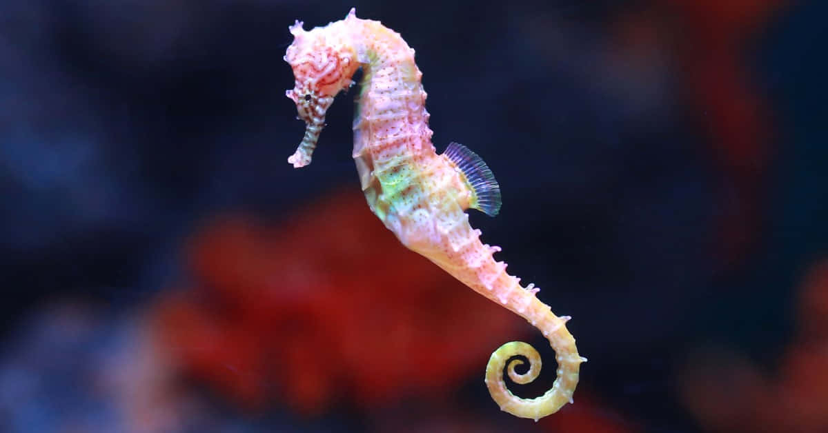 一隻色彩繽紛的海馬在模糊珊瑚背景的水族箱中優雅地游動。