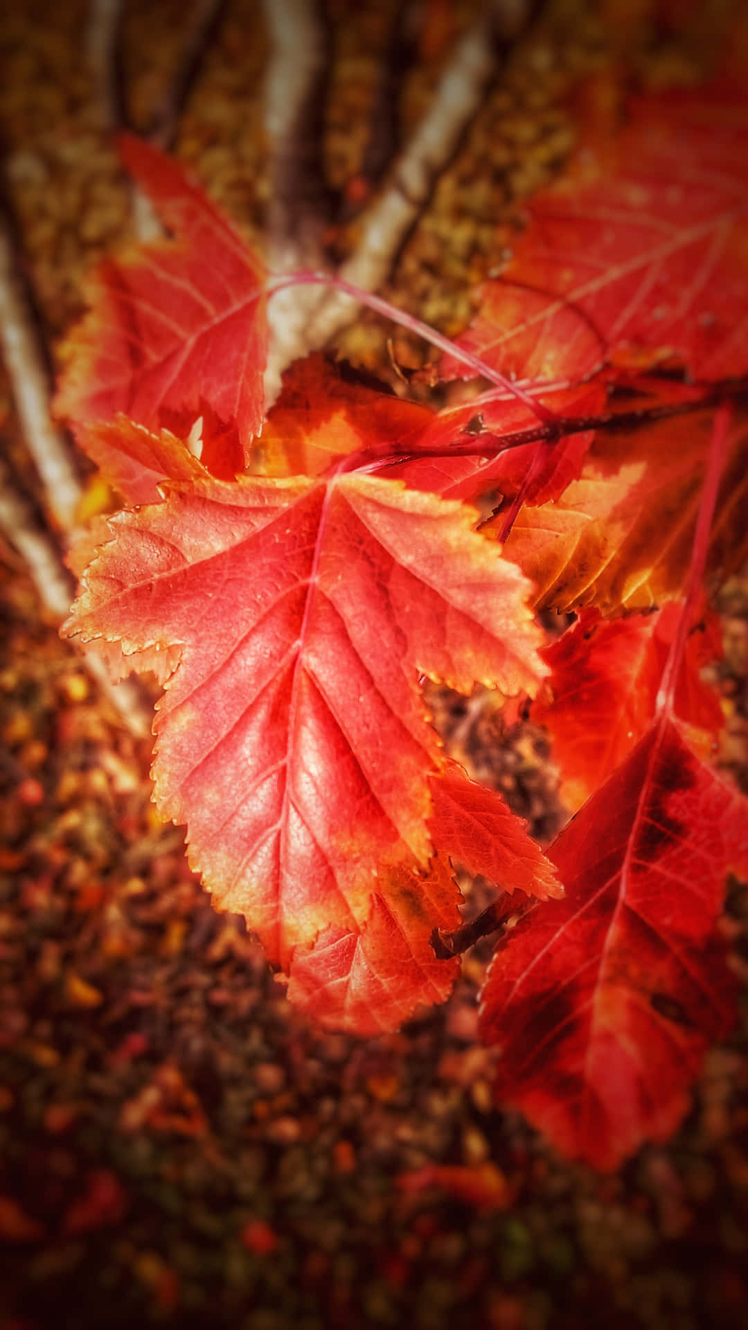 秋日森林地面上紅色楓葉的特寫。