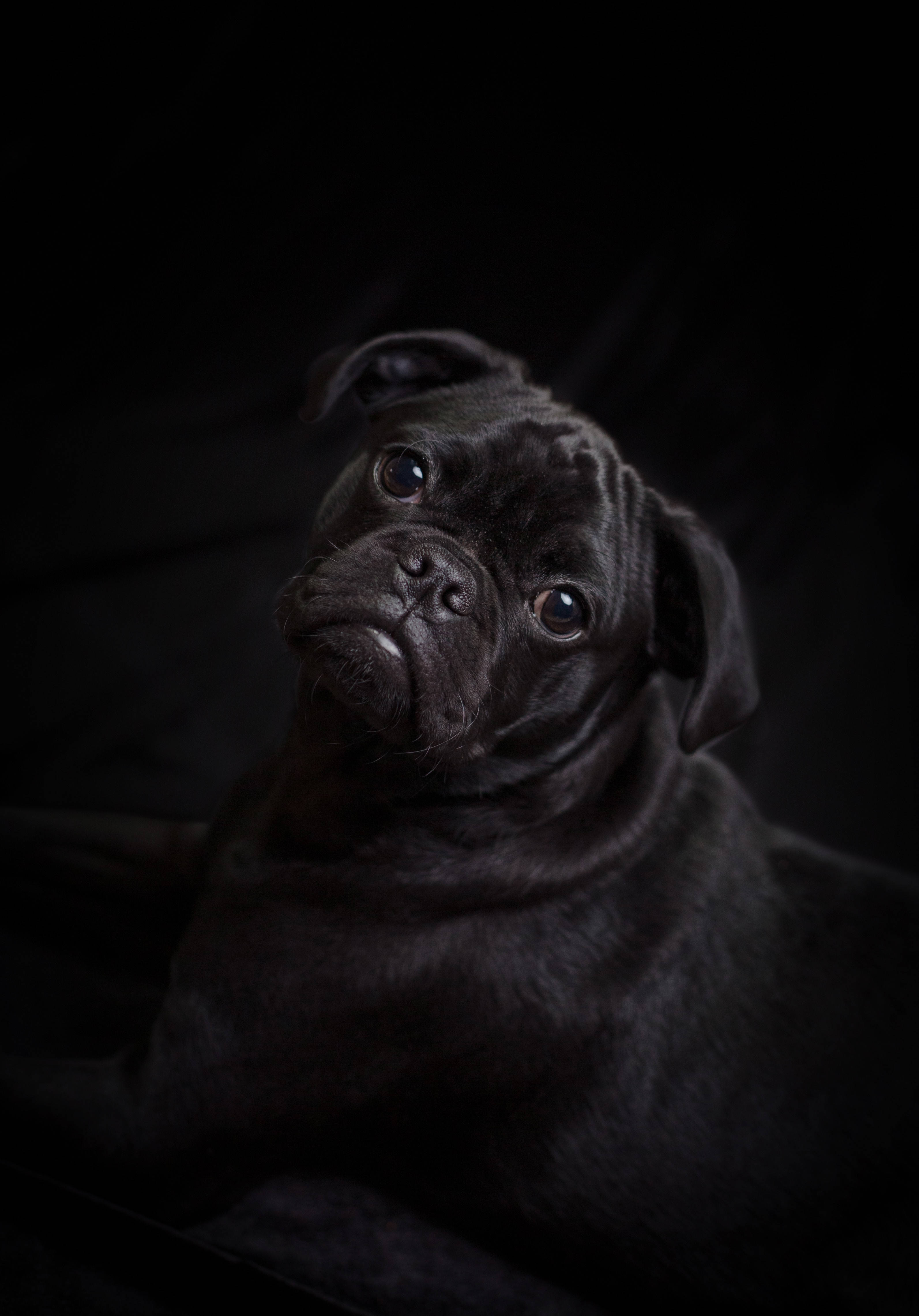 迷人的綠眼小黑貓 壁紙 — 一隻黑色八哥犬，眼神充滿表情，在戲劇性的肖像中向上凝視著純黑色背景。