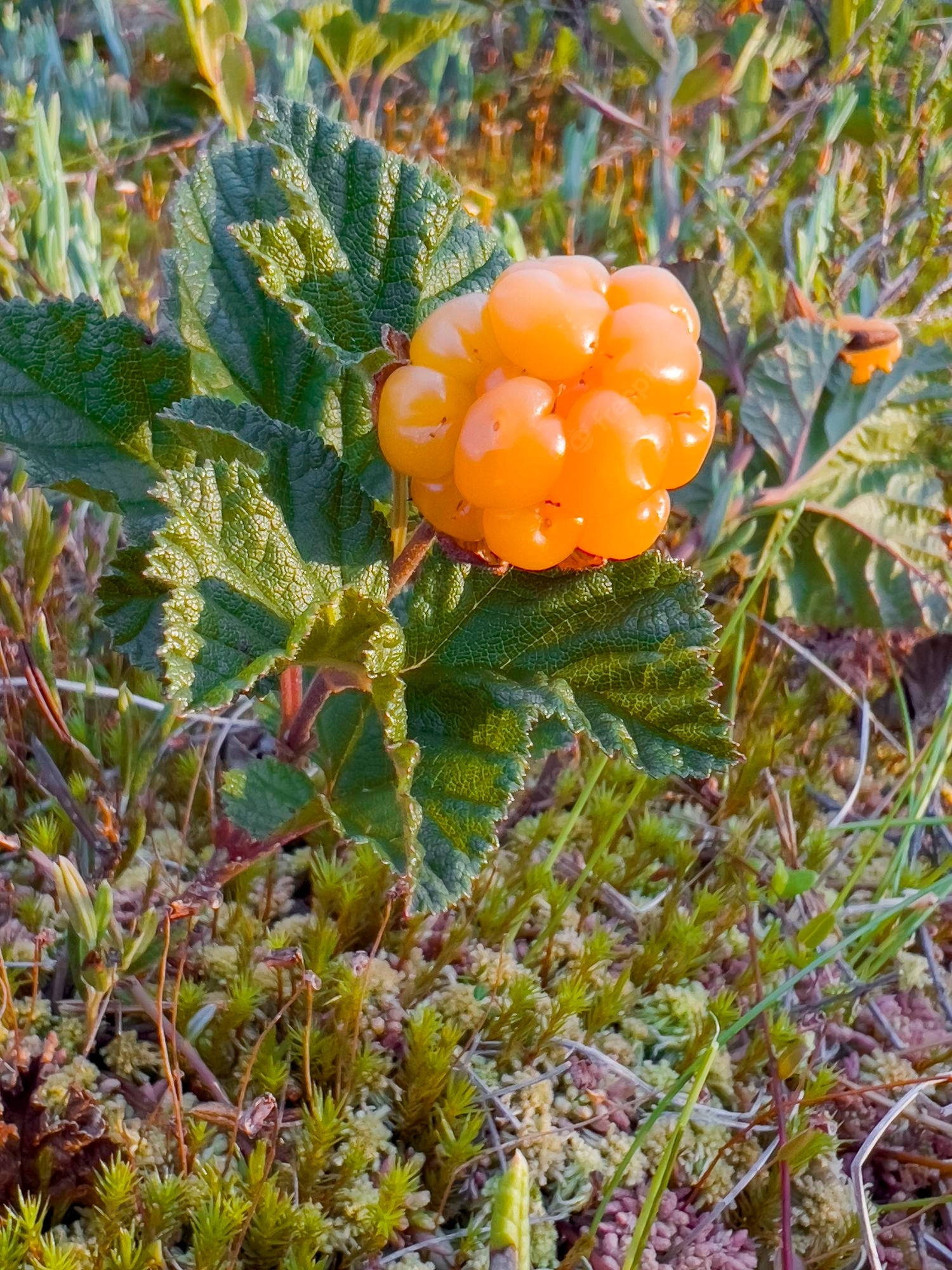 迷人的野生橙色雲莓 壁紙 — 在沐浴著金色陽光的苔蘚凍原景觀中，茂密的綠葉頂端掛滿了鮮豔的橙色漿果簇。