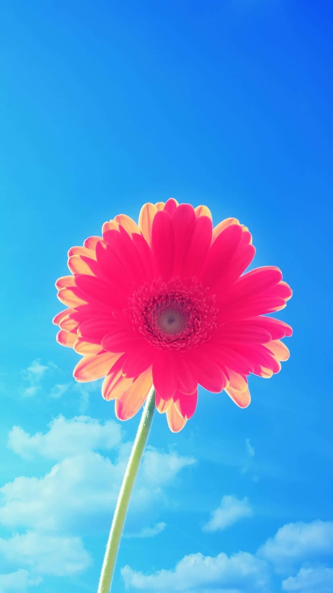 迷人盛放 - 直接呈現在您 iPhone 屏幕上的鮮豔花卉之美 壁紙 — 一朵充滿活力的粉紅色非洲菊雛菊，帶有黃色尖端的花瓣，在點綴著蓬鬆白雲的清澈藍天下高高聳立。