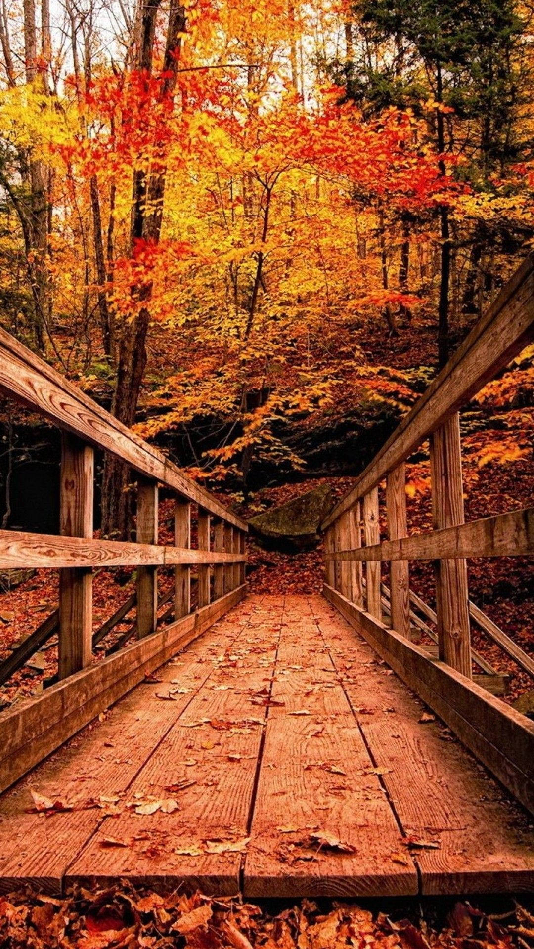 迷人秋景 - 木橋穿行紅樹林下，秋空如畫 - 適合 iPhone 背景 壁紙 — 一條木橋蜿蜒穿過一片被秋葉染成火紅橙黃的森林。