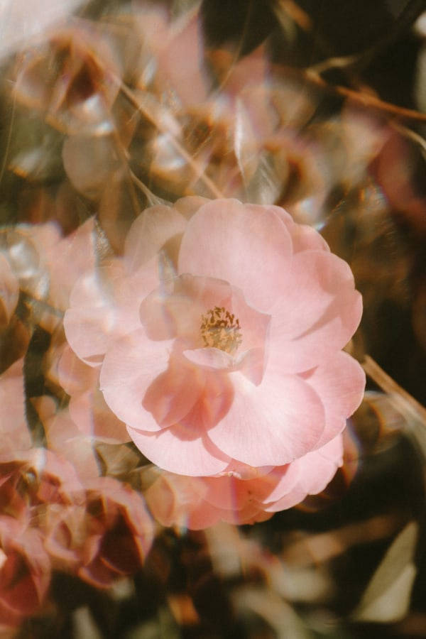 一朵精緻的粉紅色花朵，花瓣柔軟，在溫暖的陽光下閃耀。