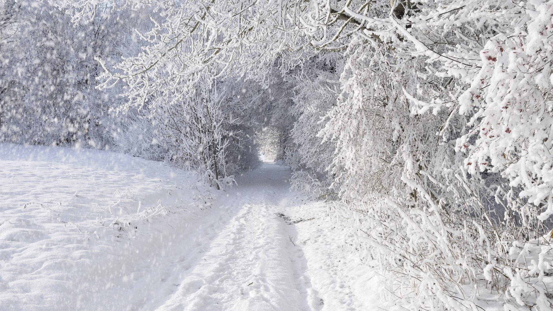 在輕柔的降雪中，白雪覆蓋了一條由結霜樹木構成的森林小徑。