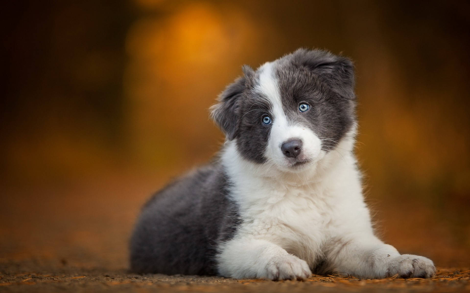 迷人藍眼邊境牧羊犬幼犬 壁紙 — 一隻毛茸茸的藍眼邊境牧羊犬幼犬，帶有灰色和白色的毛髮，躺在泥土地上，背景是溫暖的金色模糊背景。