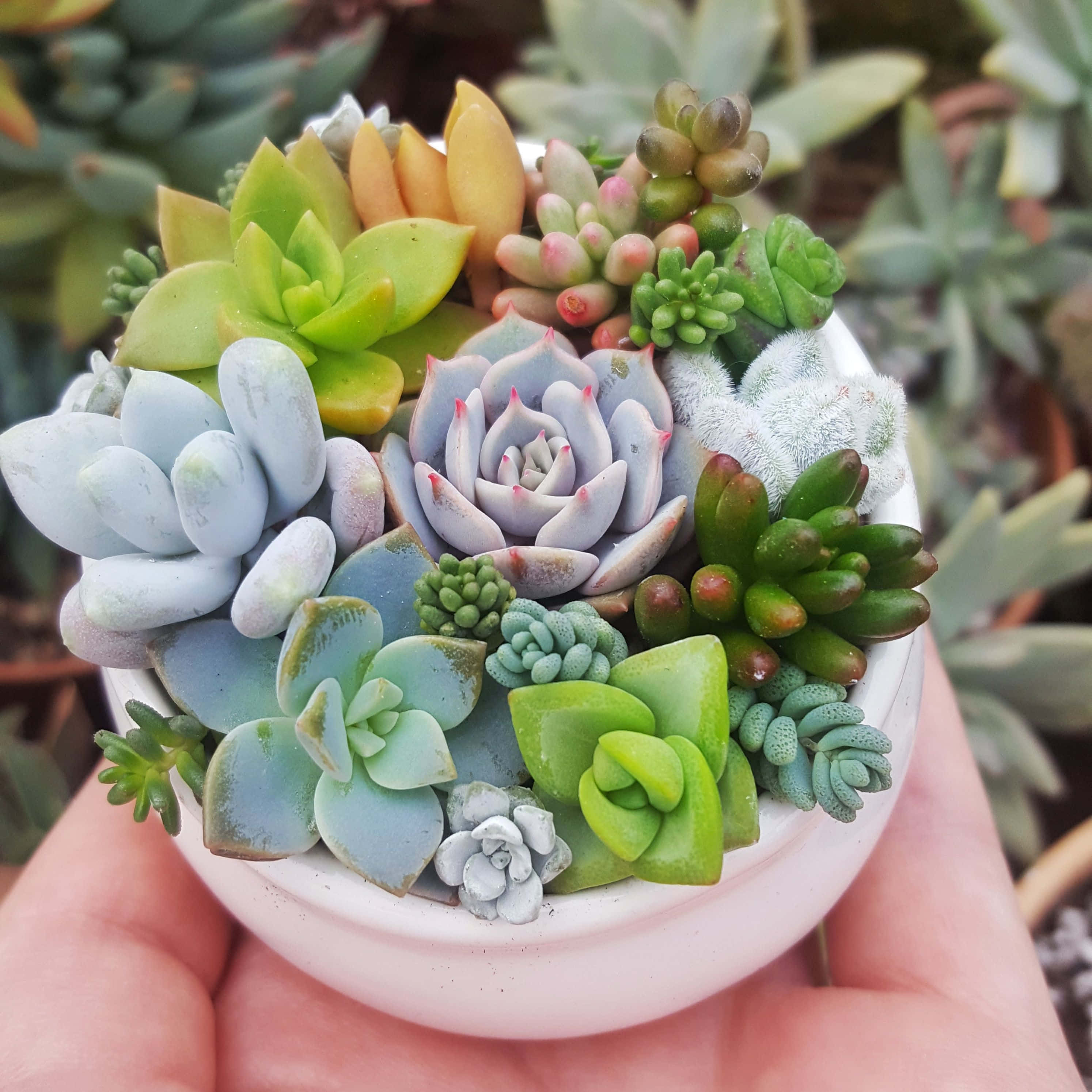 迷你多肉植物花瓶 壁紙 — 一隻手托著一個白色花盆，裡面種滿了色彩繽紛的多肉植物，有綠色、藍色和黃色色調，在柔和自然光下。